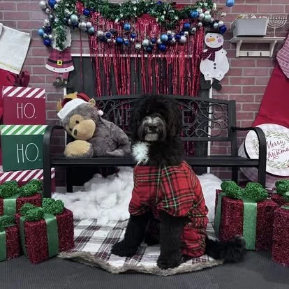 A black dog wearing a red plaid outfit sitting on a holiday-themed bench surrounded by Christmas decorations, presents, and stuffed animals in a festive room.