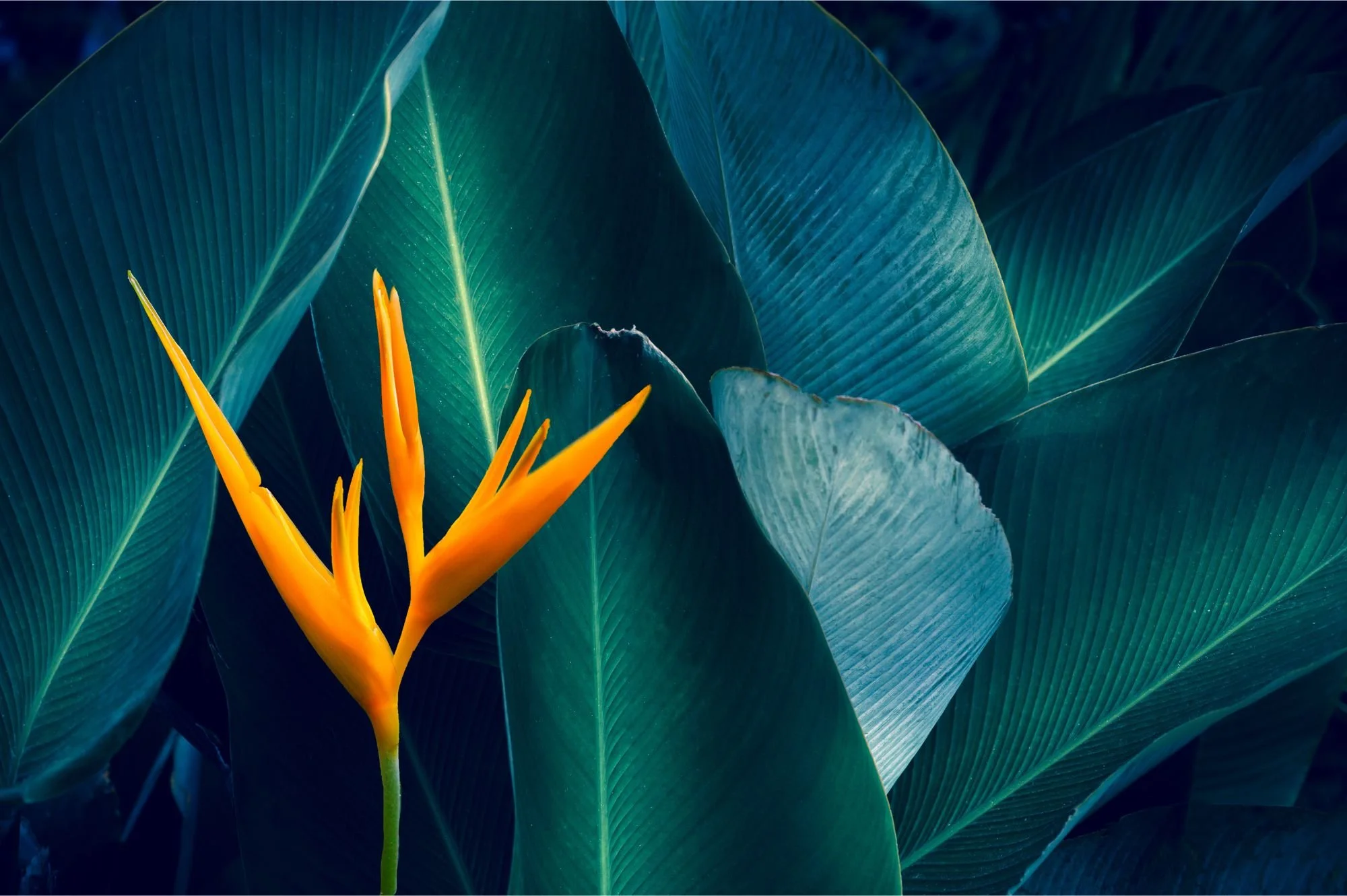 Orange bird of paradise flower against blue leaves