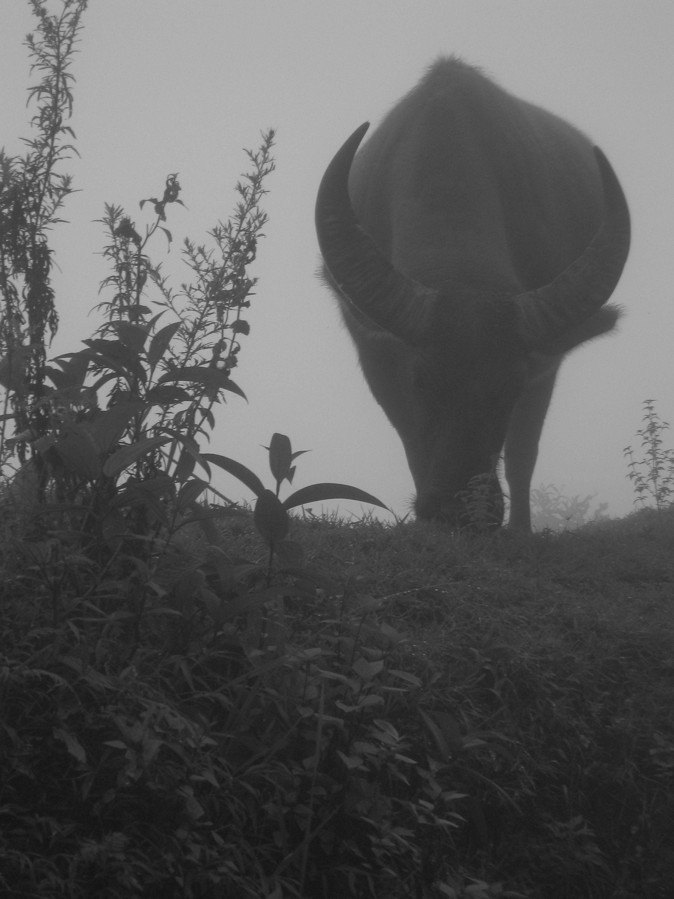 Buffle. Photo de voyage 