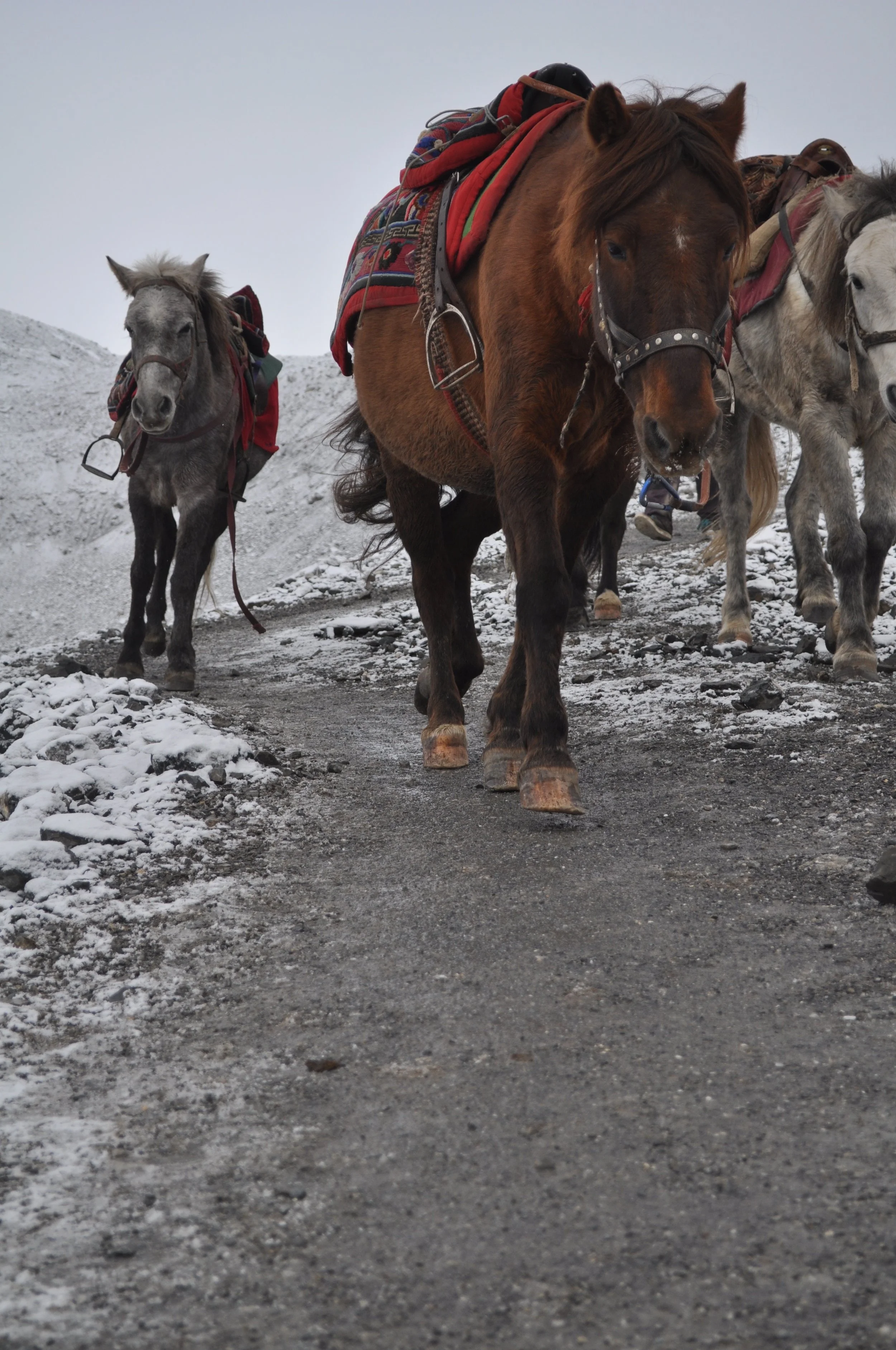 Souvenir de voyage, chevaux