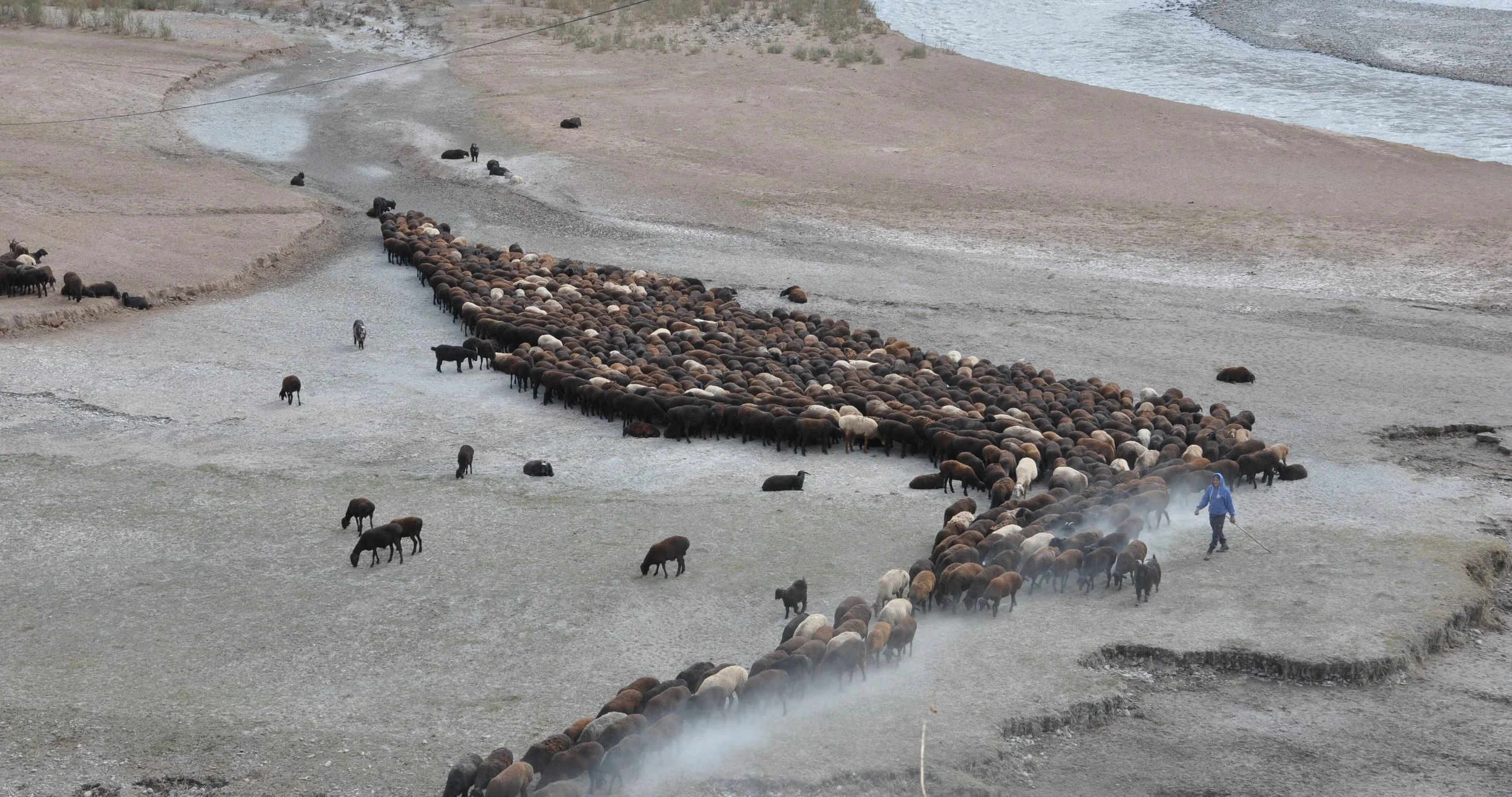 Un troupeau de moutons et de bœufs traversant une rivière en montagne, guidés par un berger avec un bâton. Photo de voyage
