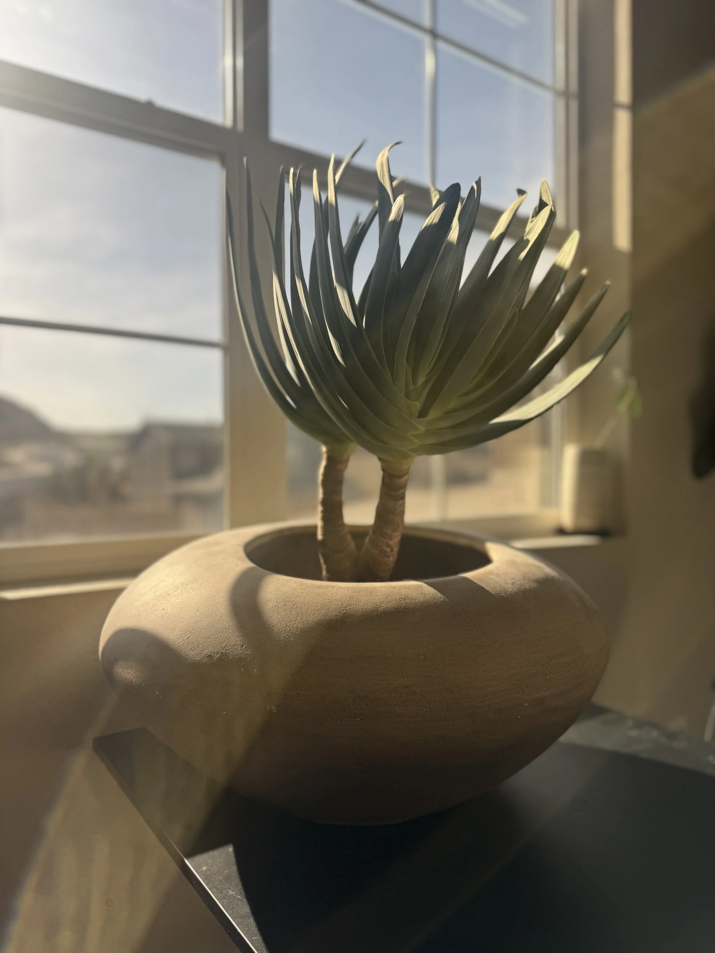 A aloe plicatilis fan aloe plant with thick, fleshy leaves in a round, beige ceramic pot is placed on a dark surface near a window. Sunlight filters through the window, casting soft shadows and highlighting the plant.
