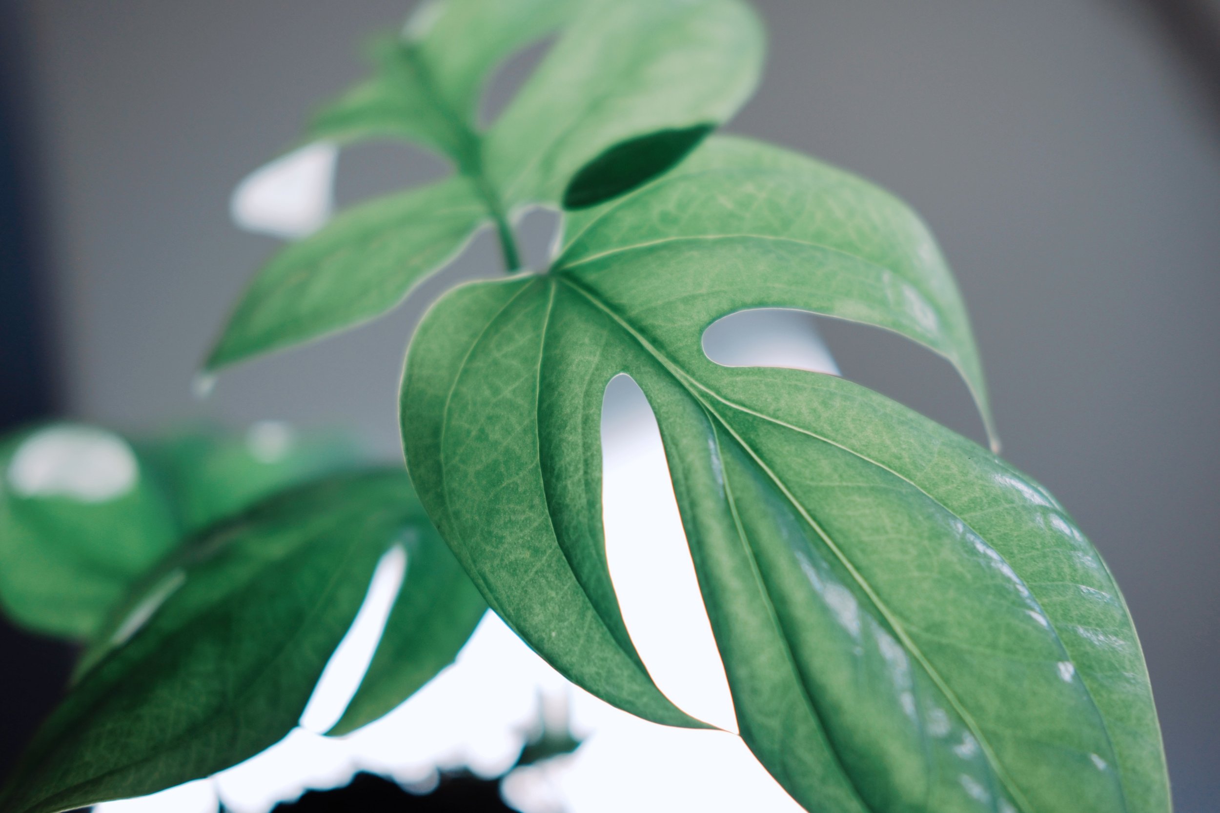 Close-up of a green Amydrium Medium Silver monstera leaf with multiple splits, on a houseplant, with a blurred background.