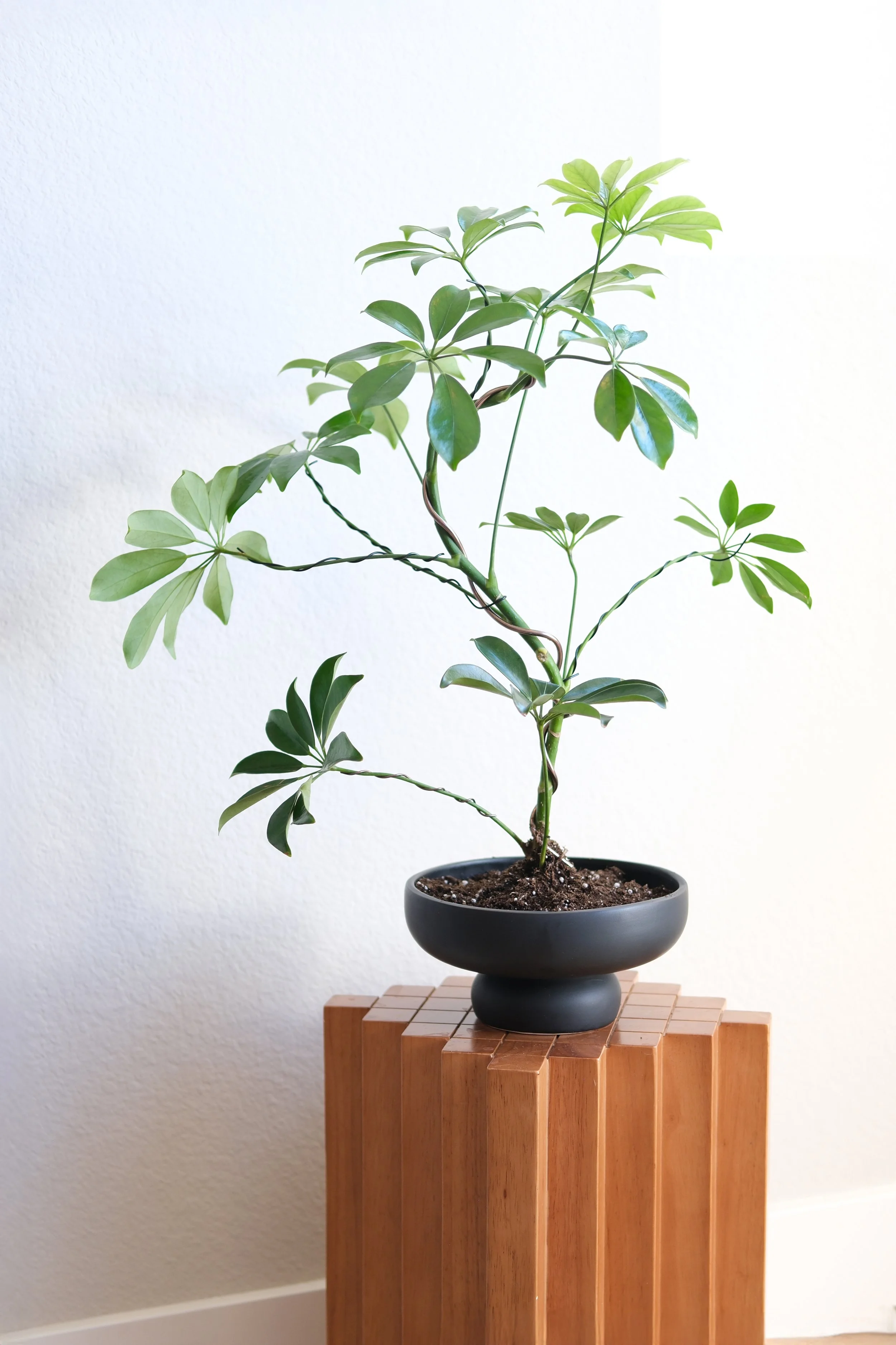 sculptural schefflera arboricola large leaf