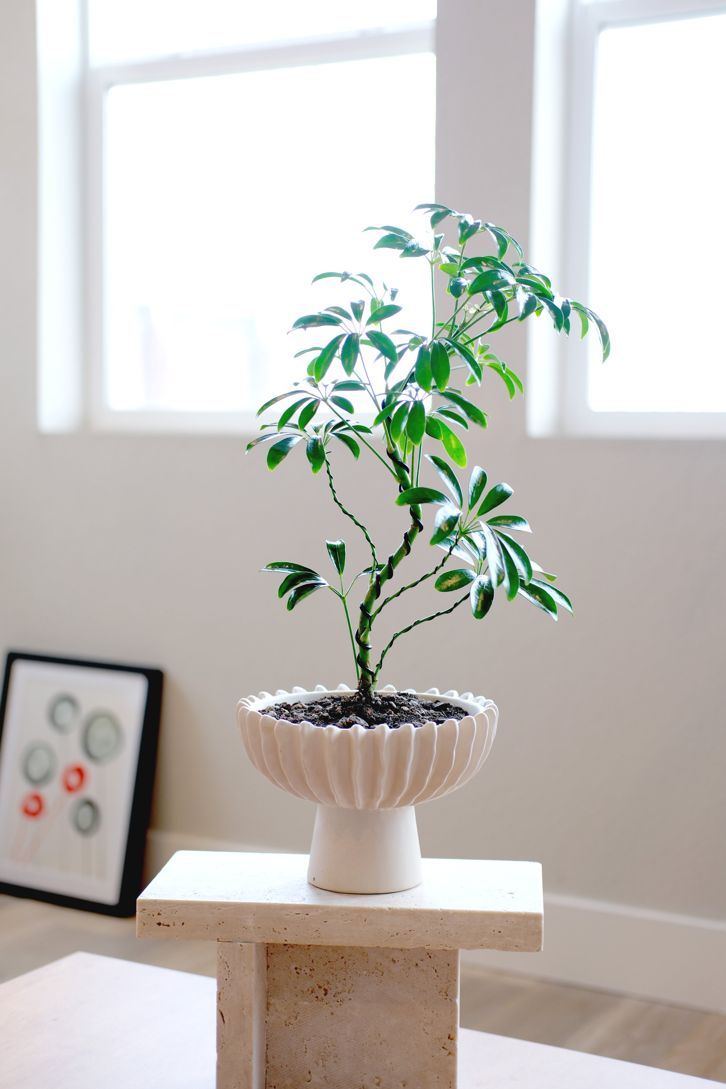 sculptural schefflera arboricola compact leaf