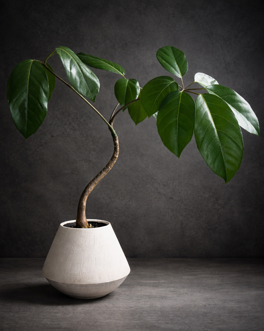 A potted schefflera amate plant with large glossy green leaves and a curved stem against a dark background.