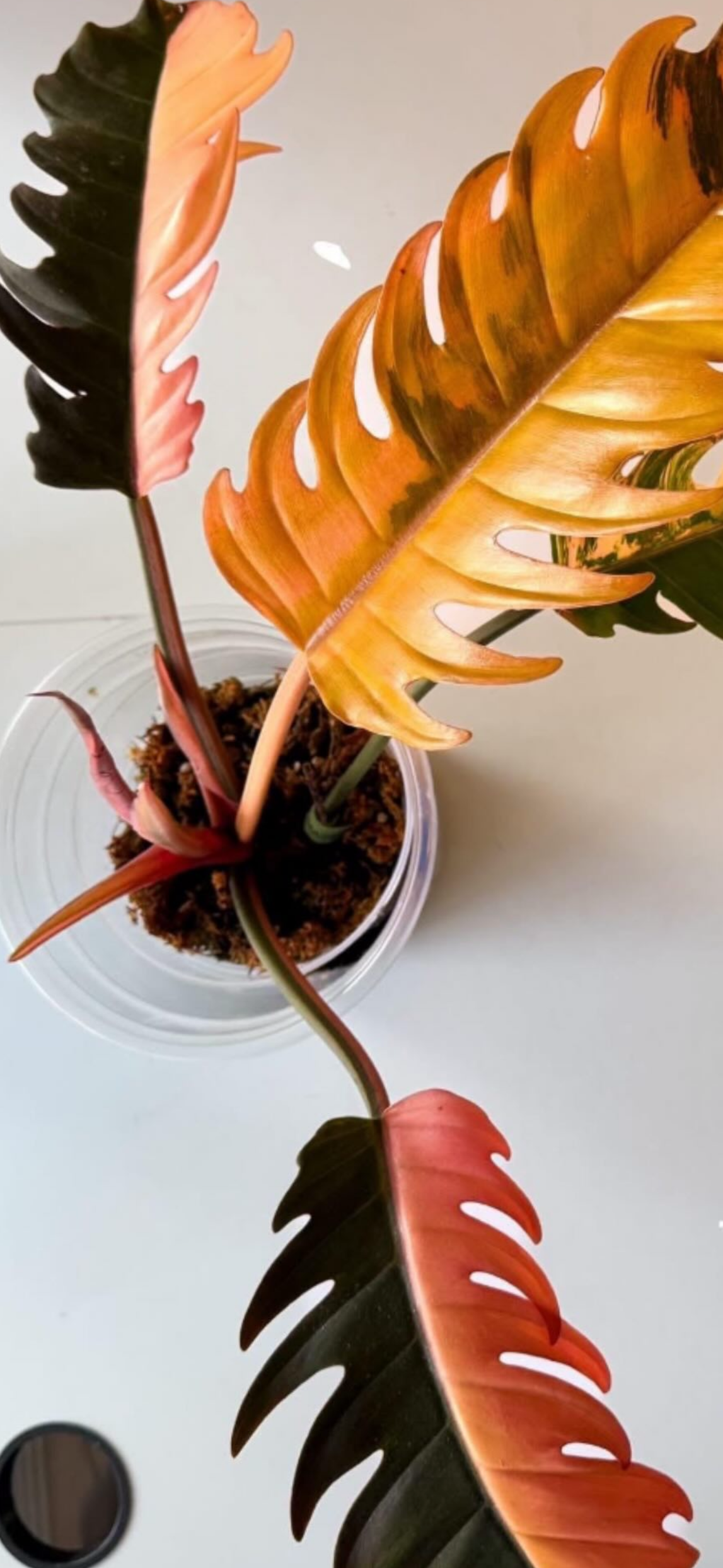 Colorful caramel marble philodendron eaves of a potted tropical plant on a white surface.