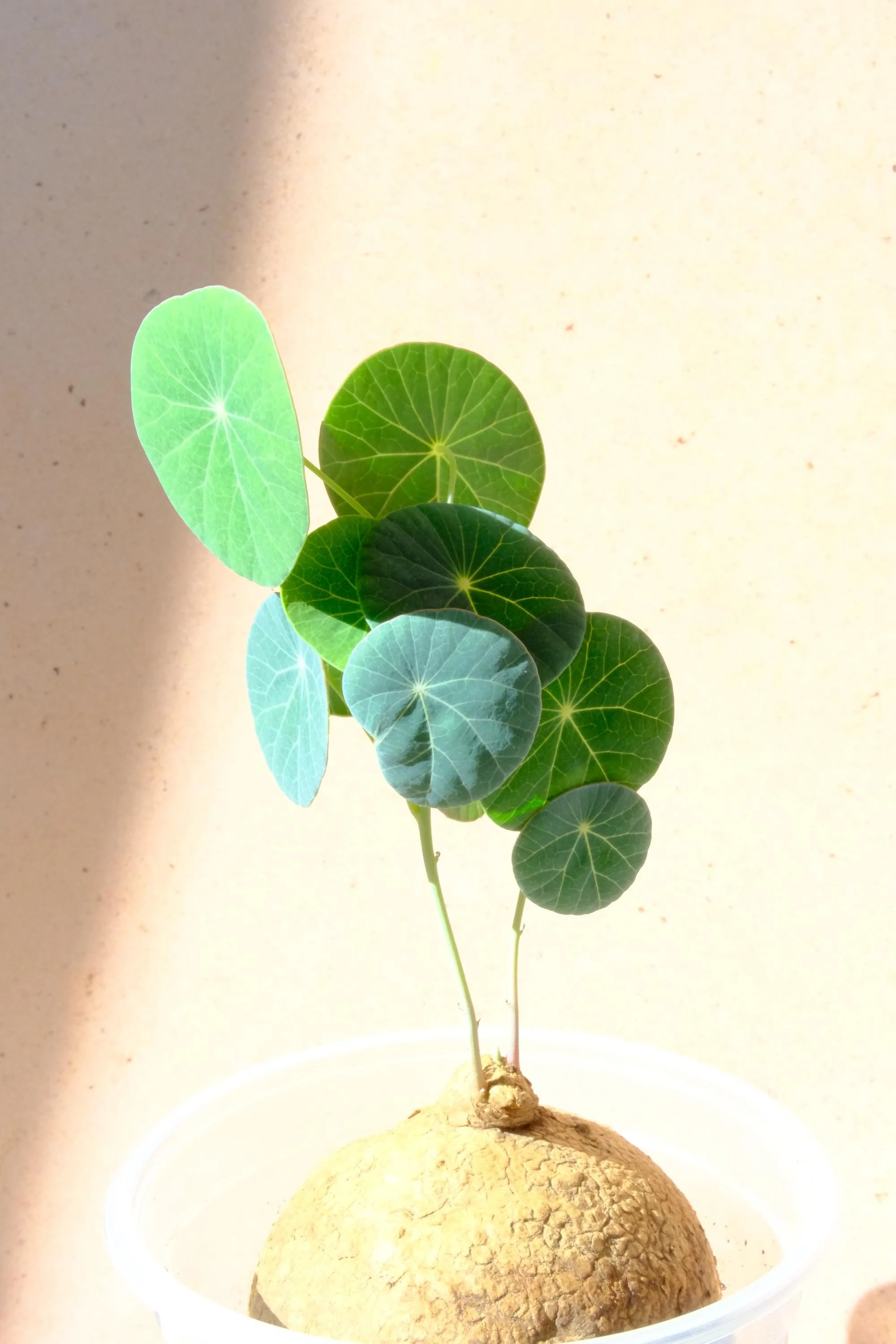 Actively Growing Stephania Erecta | Exact Plant