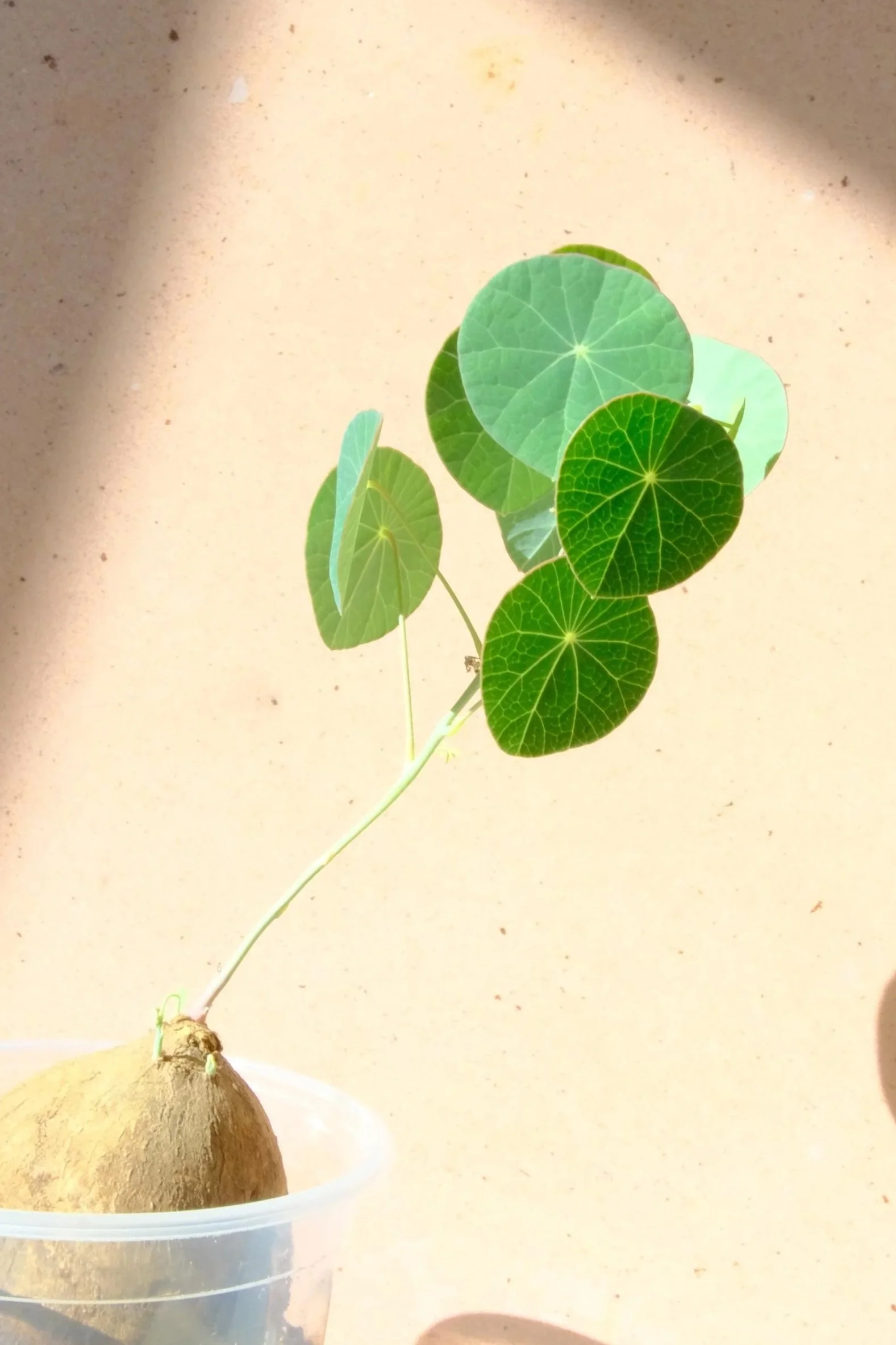 Actively Growing Stephania Erecta | Exact Plant