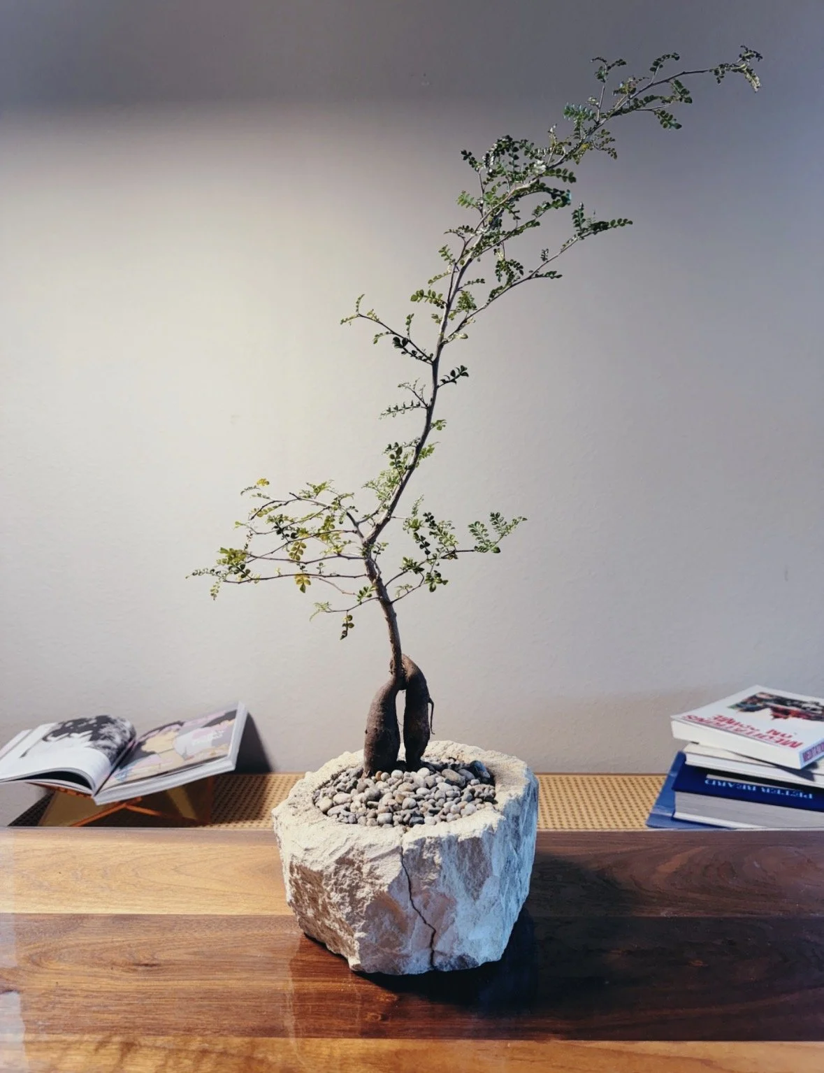 A bonsai operculicarya decaryi growing in a white stone pot filled with gravel, placed on a wooden table with books and an open magazine nearby.