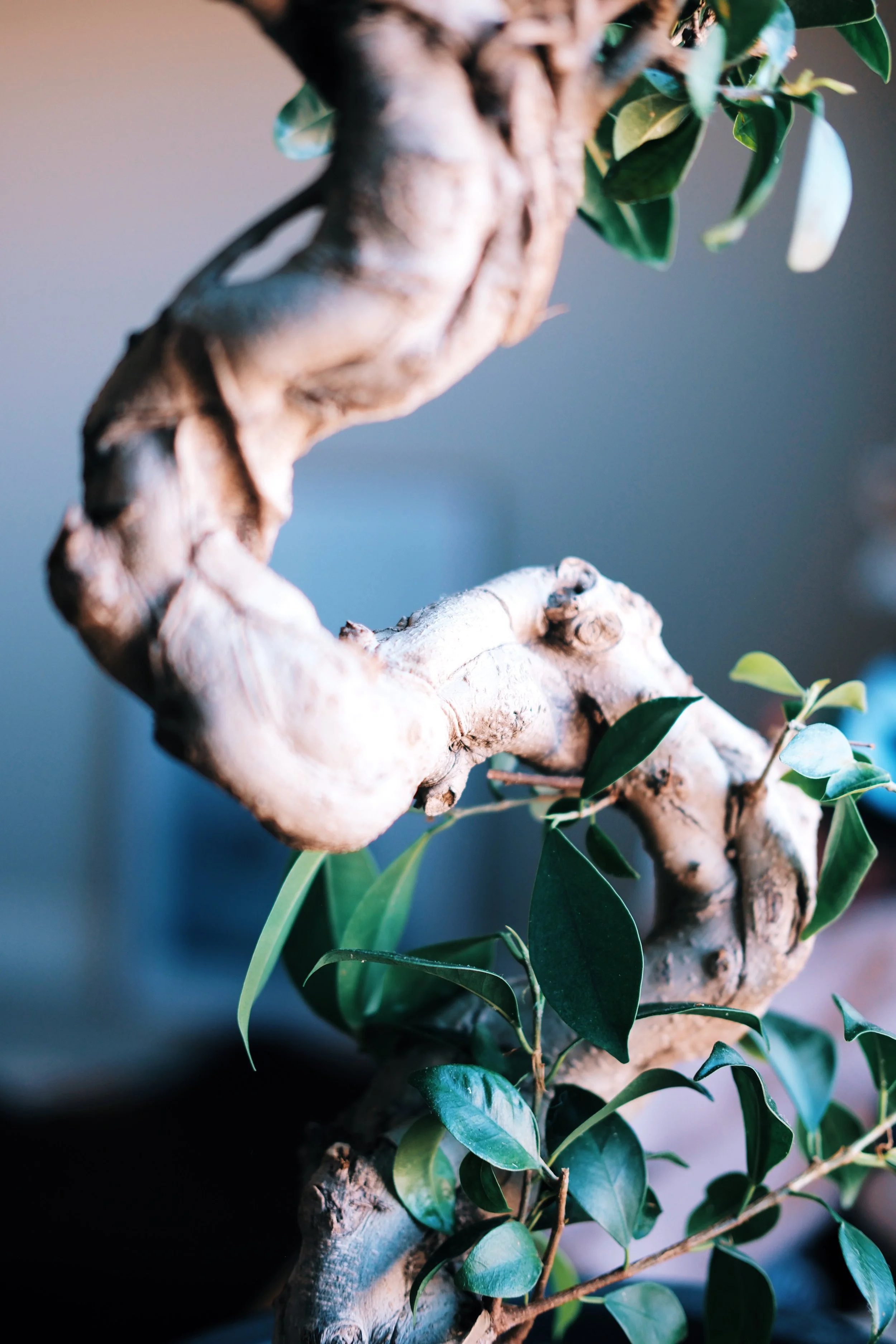 Close-up of a bonsai tree with twisted trunk of a ficus retusa and green leaves.
