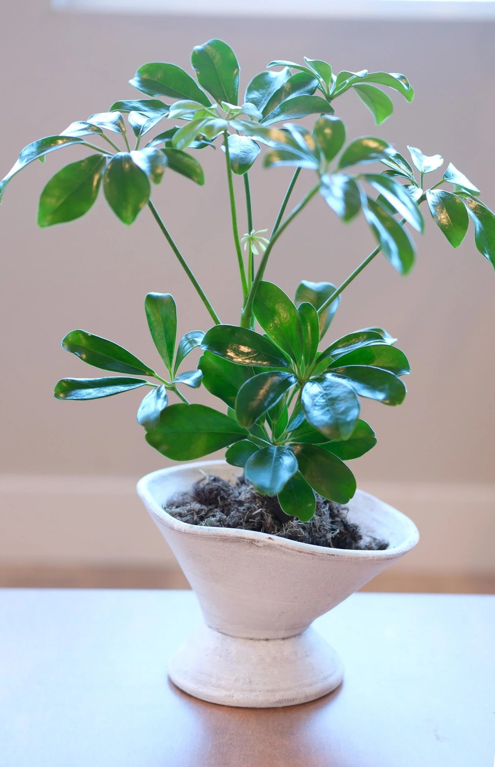 scheff standard 1.jpg