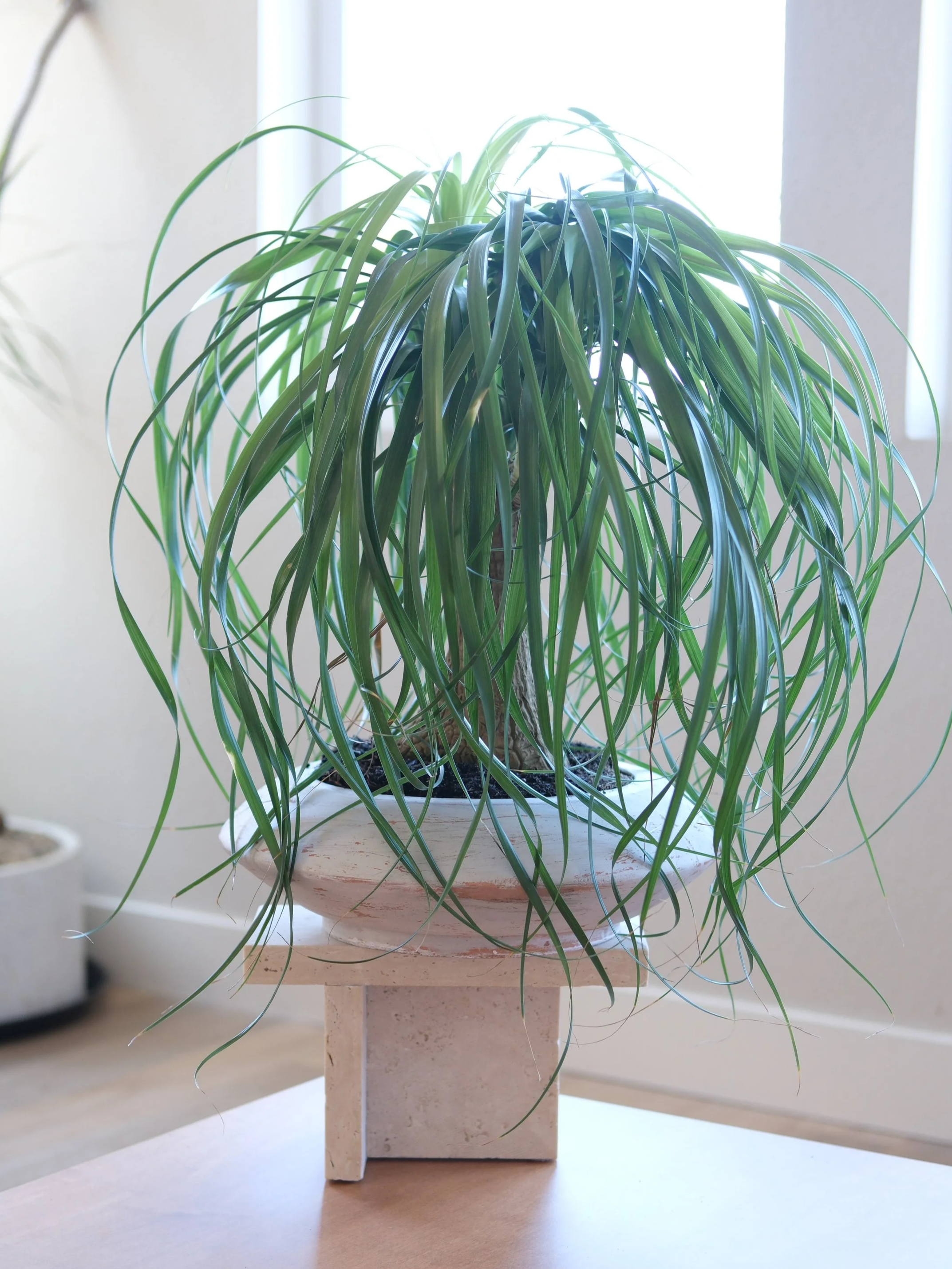 large ponytail palm