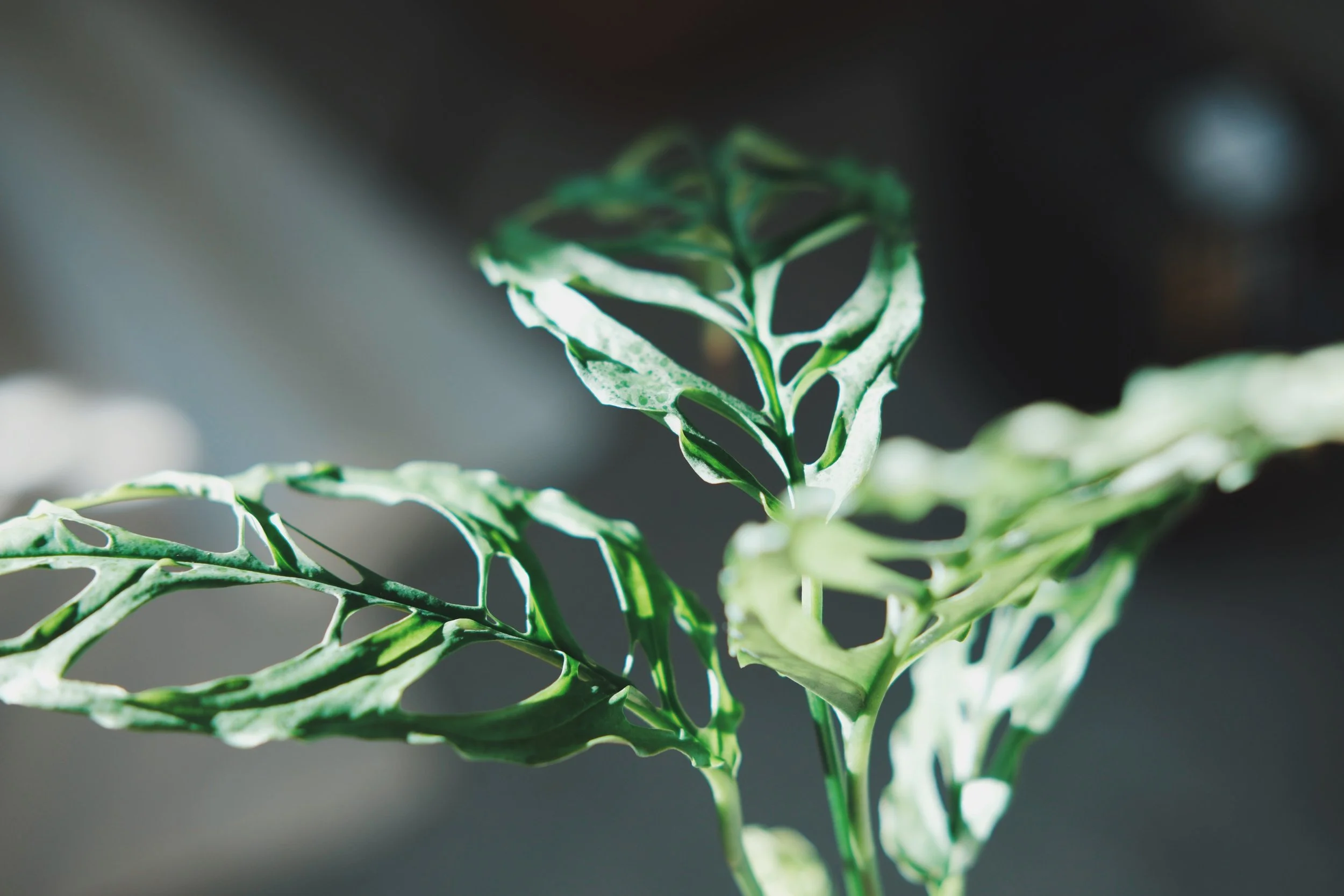 Close-up of a green monstera obliqua leaf with intricate cut-out patterns, partially illuminated with soft light.