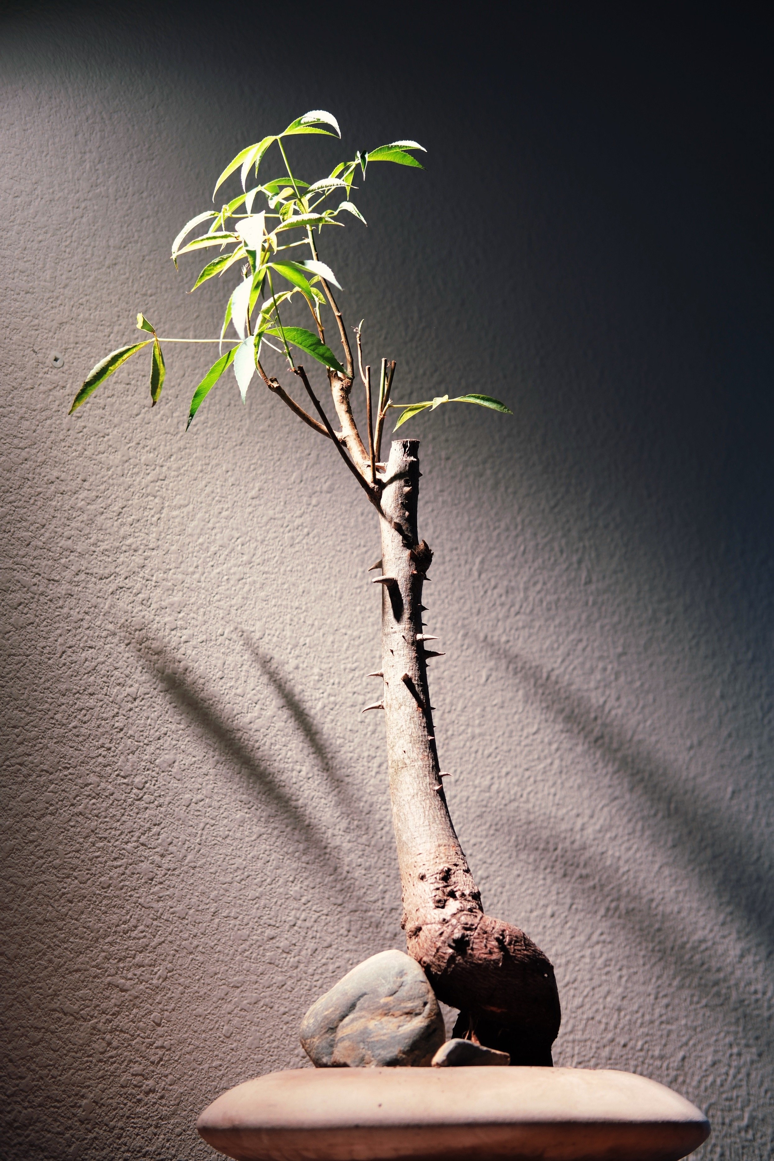 A small potted silk floss (Ceiba speciosa) plant with green leaves, planted in soil and rocks, standing against a textured wall with sunlight and shadow.