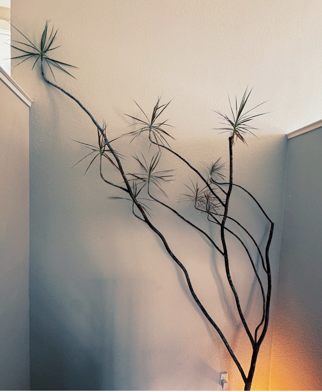 Indoor dracaena plant with long, thin, spiky leaves and twisted branches against a beige wall.
