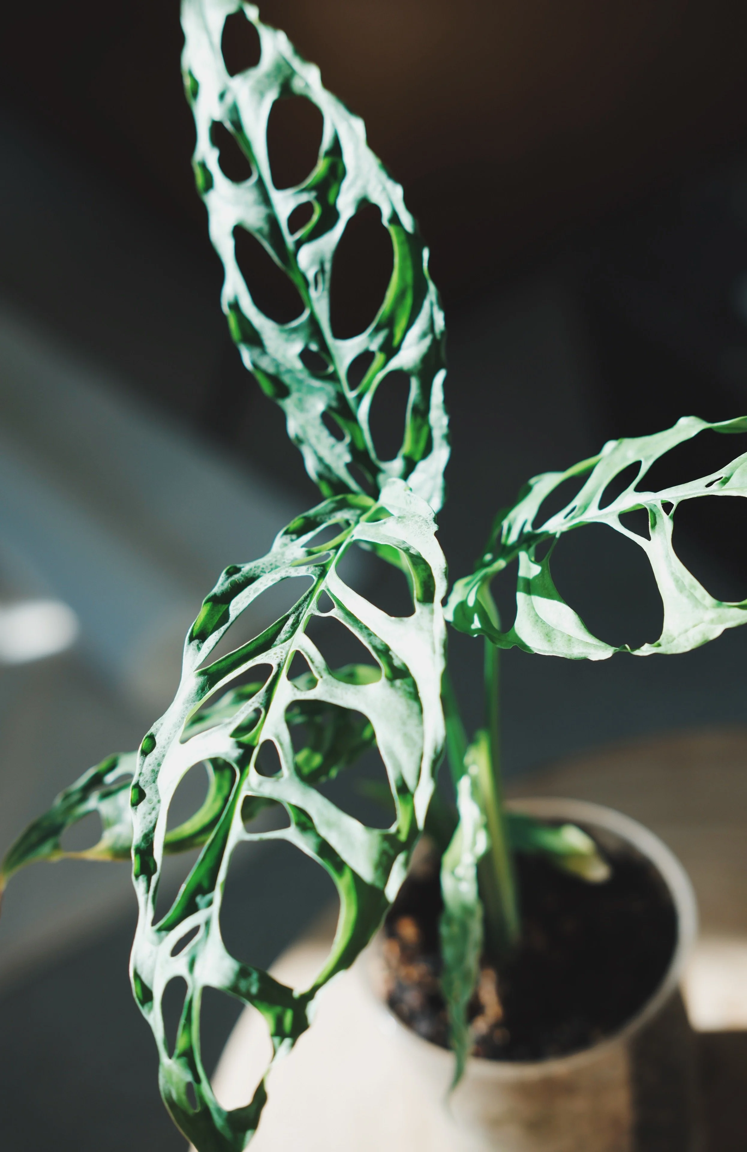 A potted monstera obliqua plant with large green and white variegated leaves, situated indoors with soft lighting.