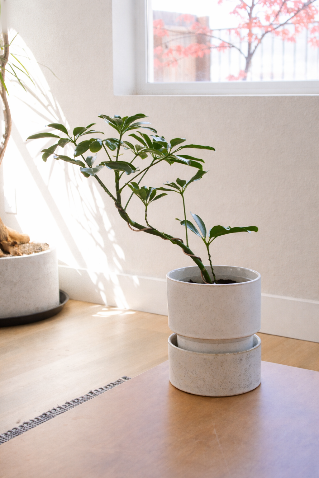 Schefflera plant in natural light.png