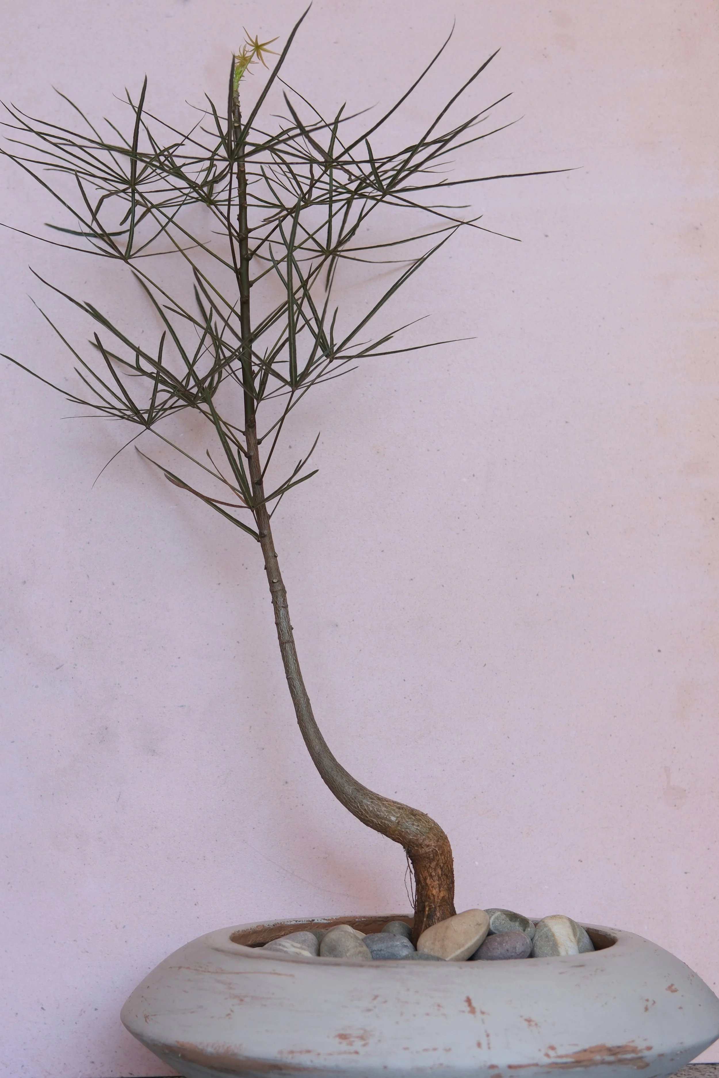 A potted plant with a curved trunk, fine needle-like leaves, and a white ceramic pot with decorative stones on a plain pink wall background.