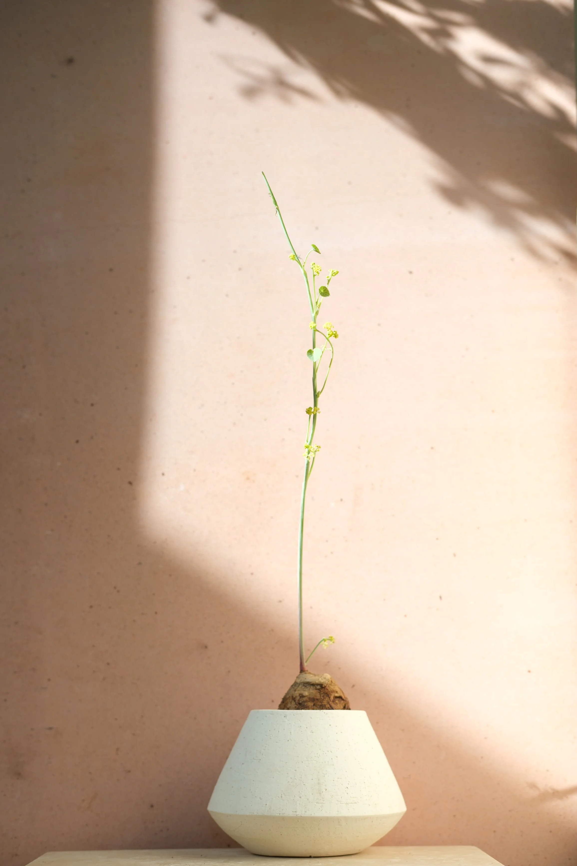 stephania erecta plant in active growth