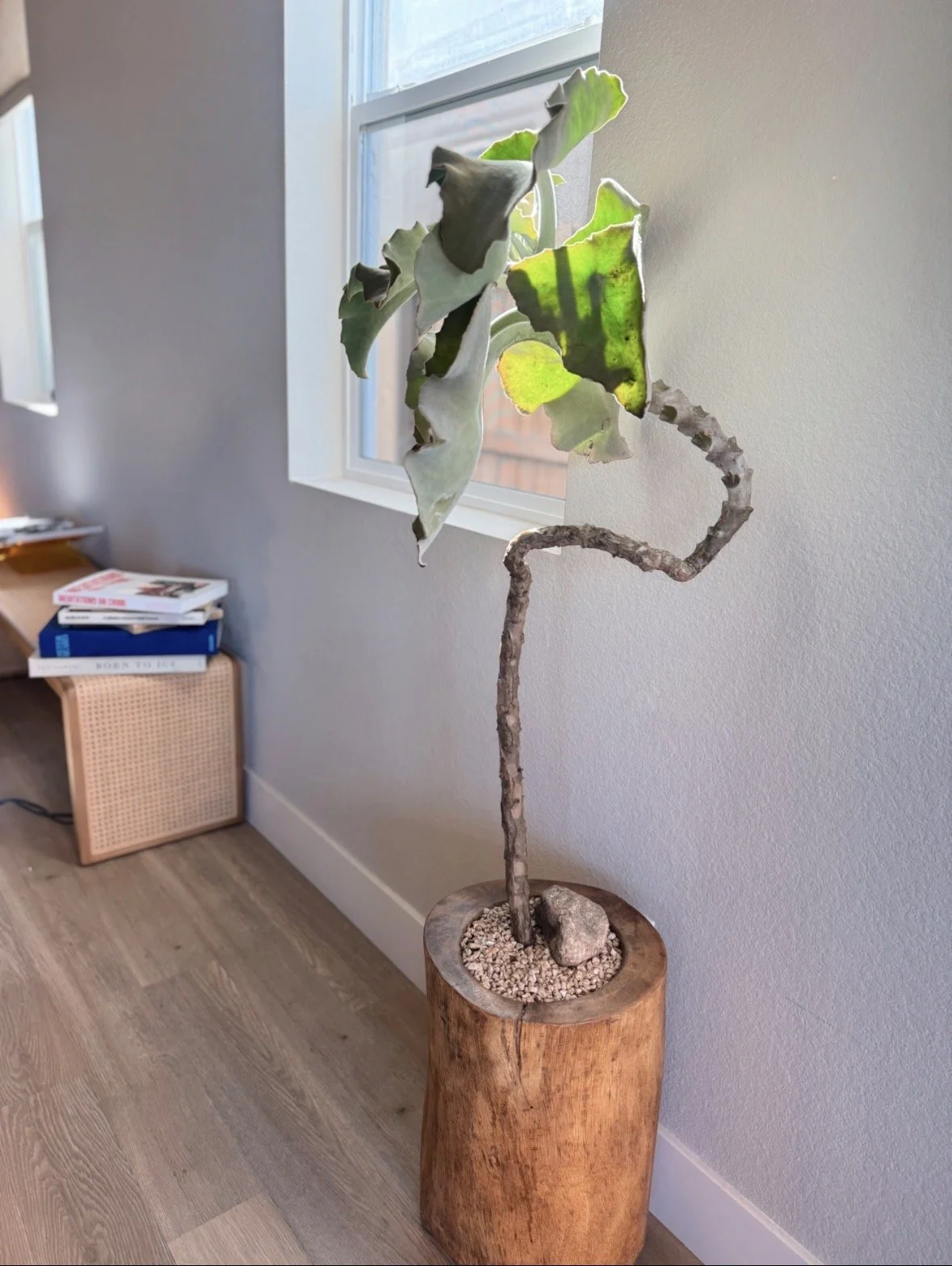 A tall indoor kalanchoe beharensis elephant ear plant with large, green, wavy leaves in a wooden pot on a hardwood floor next to a window, with a small stack of books on a side table nearby.