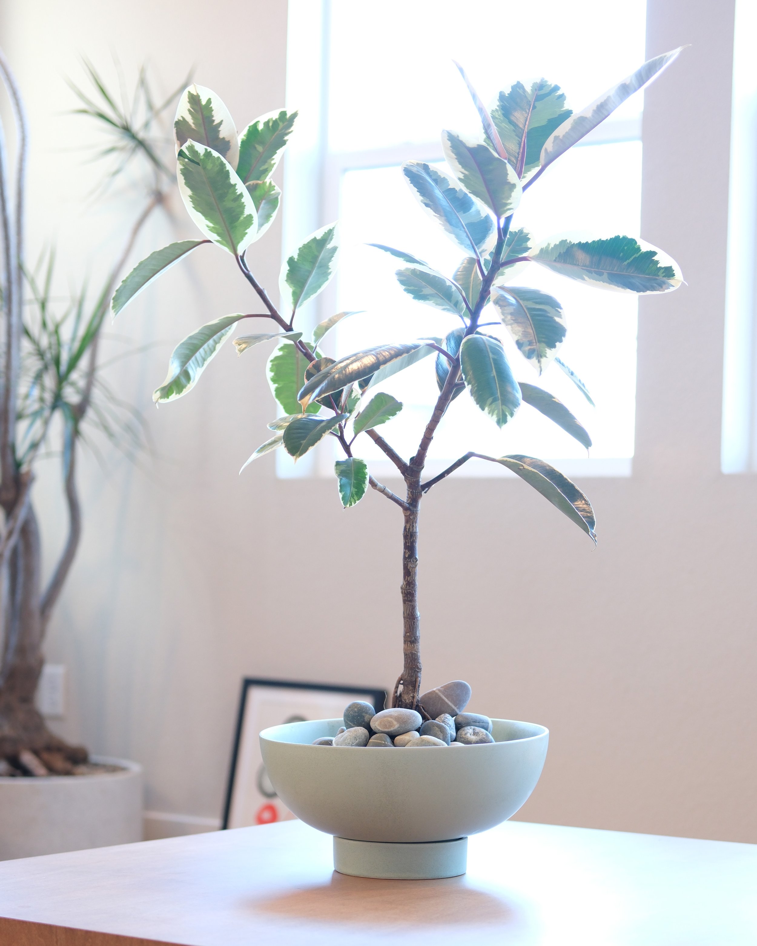Indoor potted plant with variegated green and cream leaves in a white bowl-shaped pot on a wooden table.