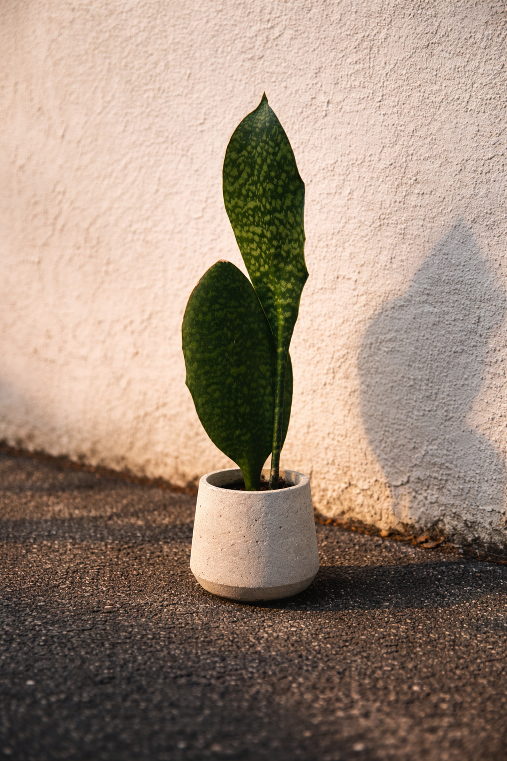 A potted whale fin snake plant with two long, dark green leaves with light green spots, placed on a dark, textured outdoor surface against a light-colored wall.