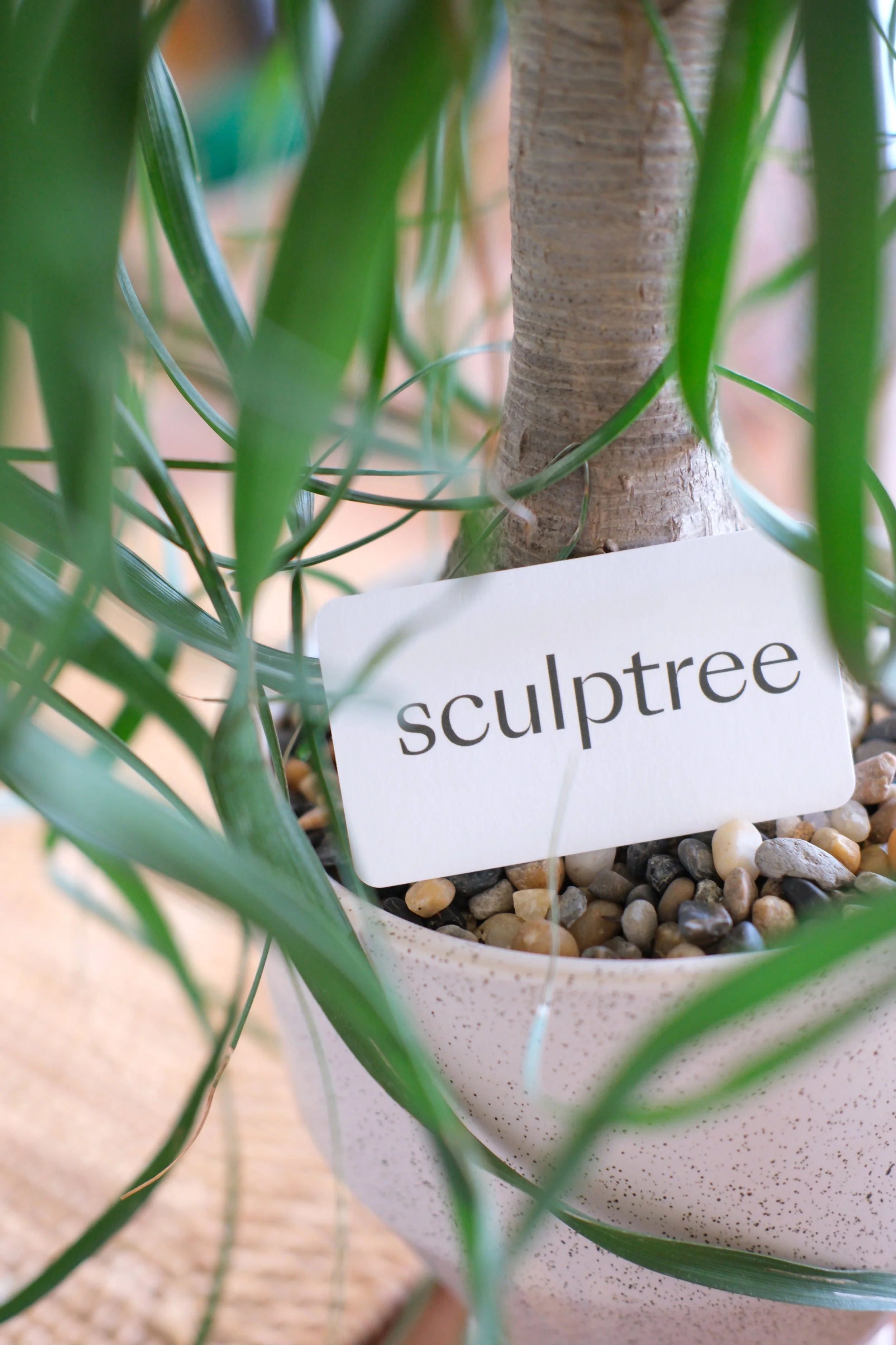 A potted plant with a small tree or shrub labeled 'sculptree', surrounded by green leaves and pebbles in a beige speckled pot.