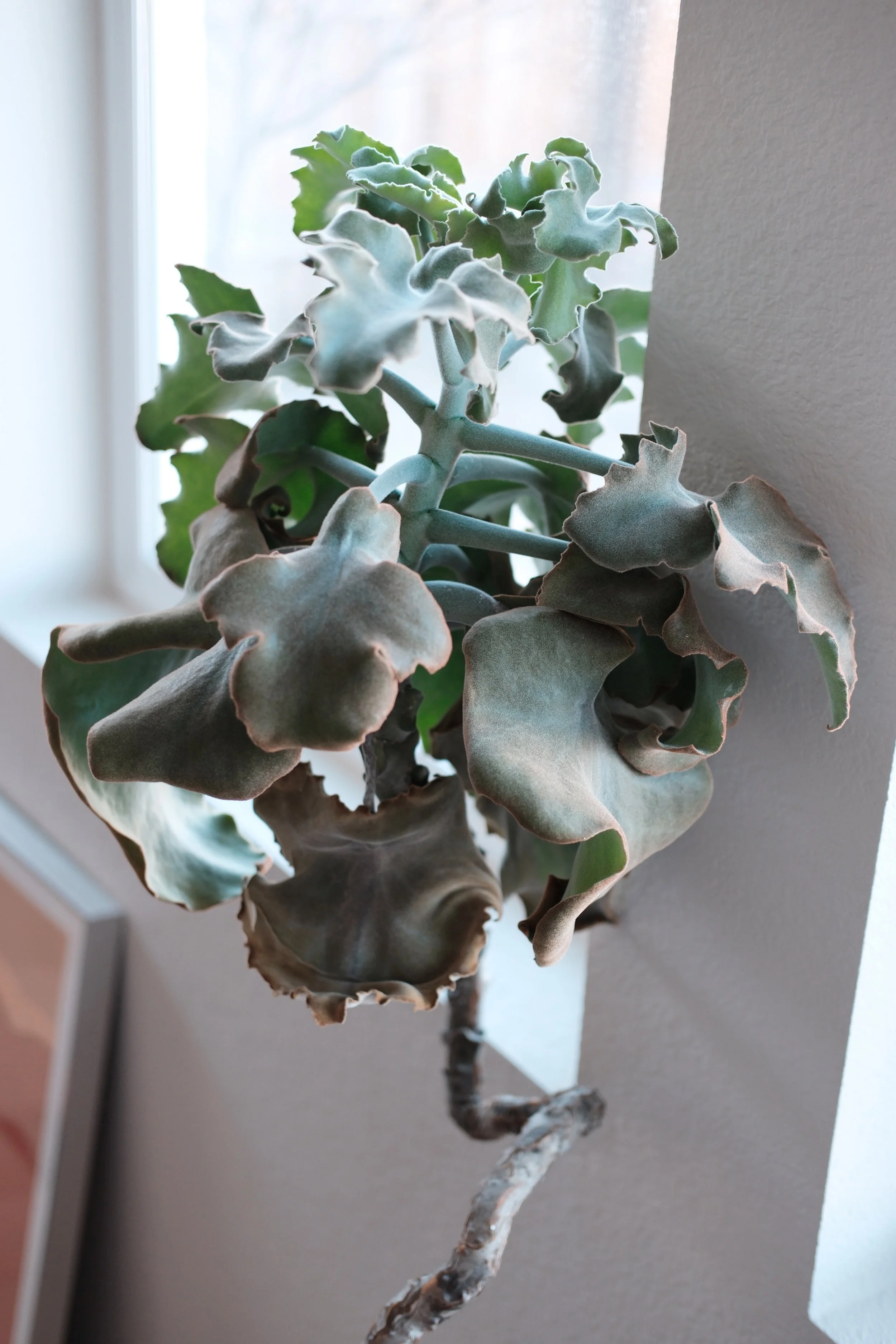 A close-up of a potted succulent kalanchoe beharensis elephant ear plant with thick, ruffled, gray-green leaves on a window sill.
