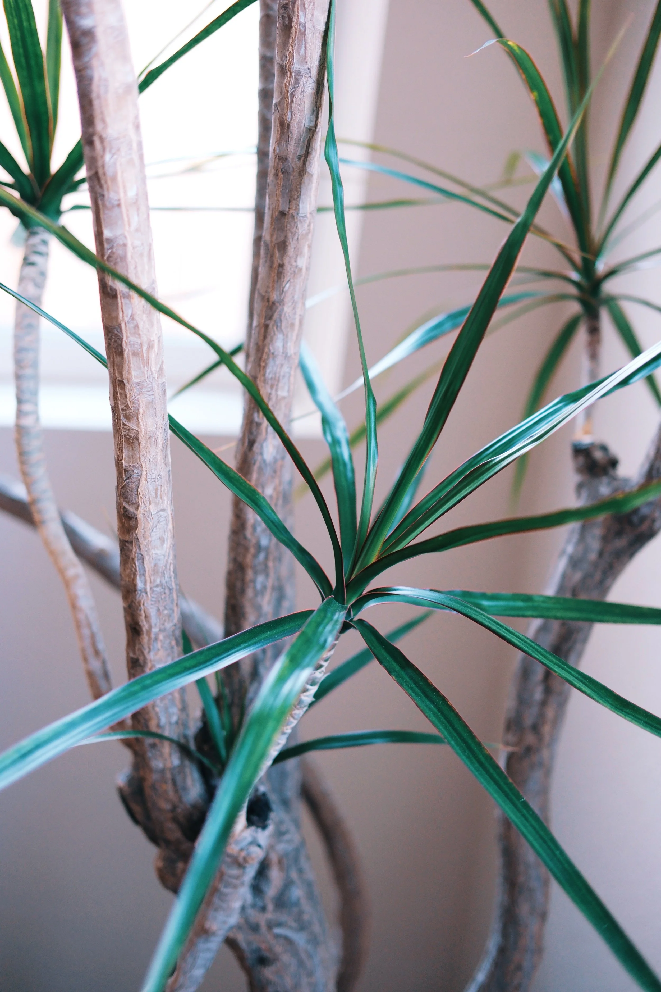 Close-up of a large dracaena marginata indoor plant with long, thin green leaves and thick, textured branches near a window with sunlight.