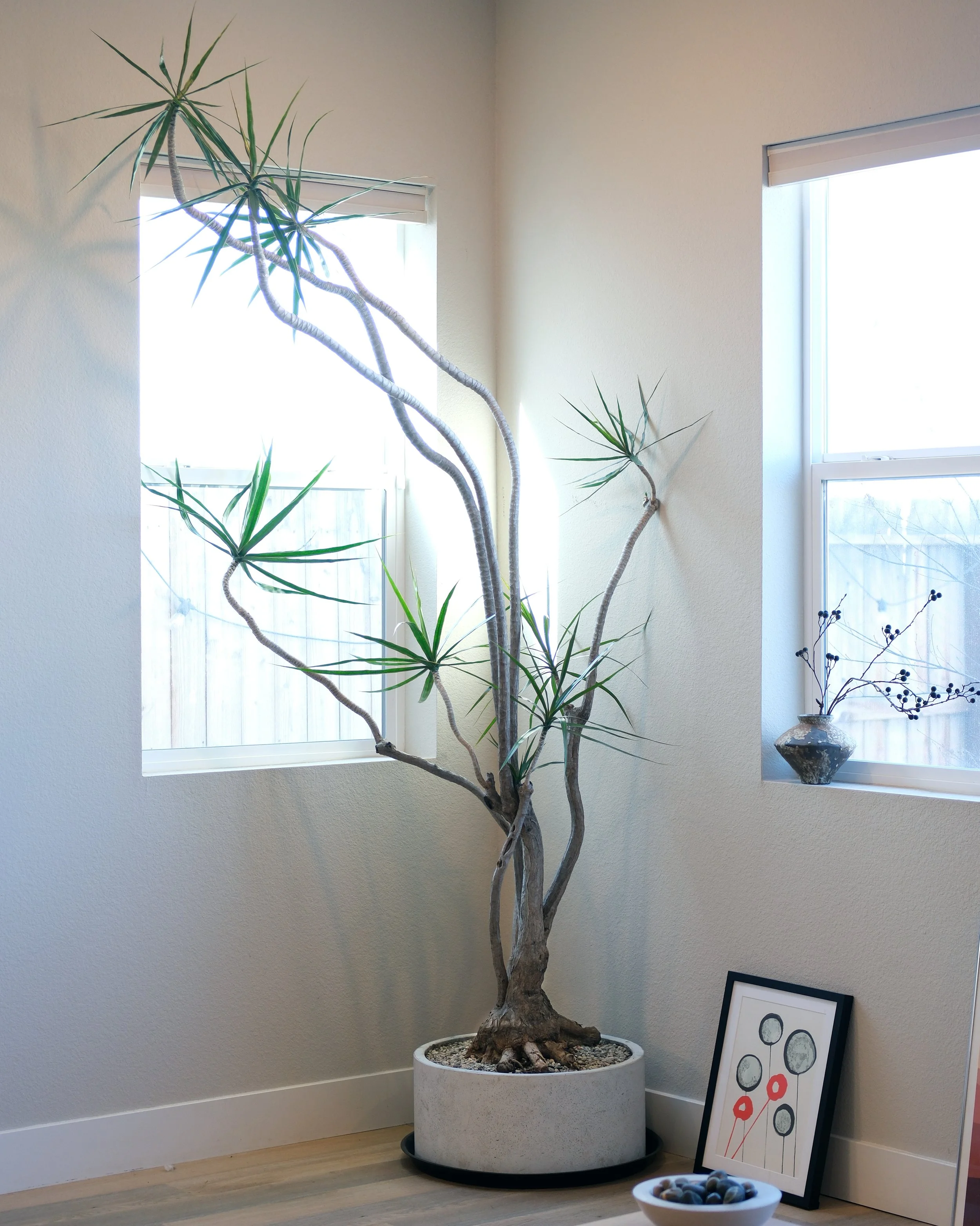 Character Dracaena Marginata