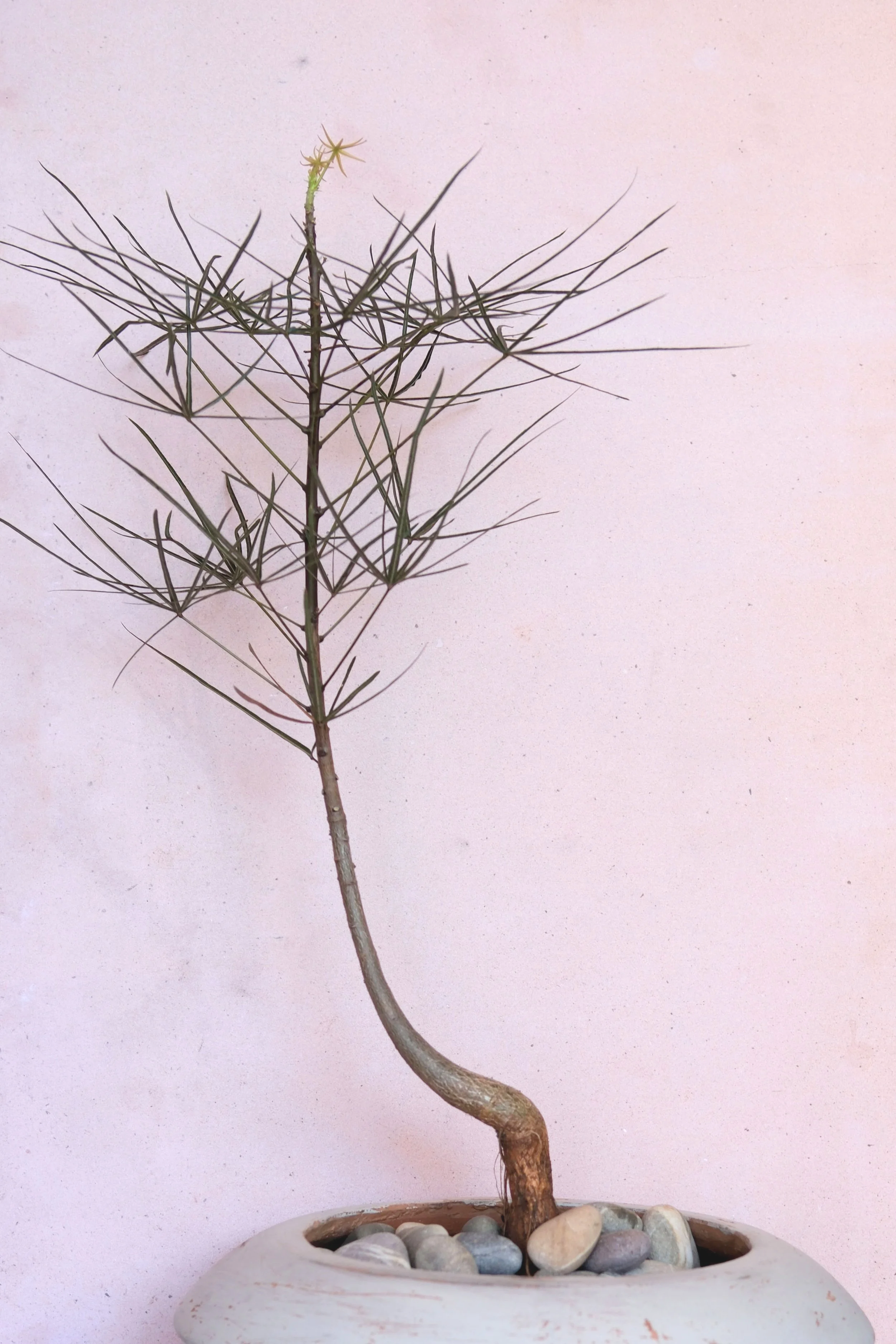 character brachychiton rupestris