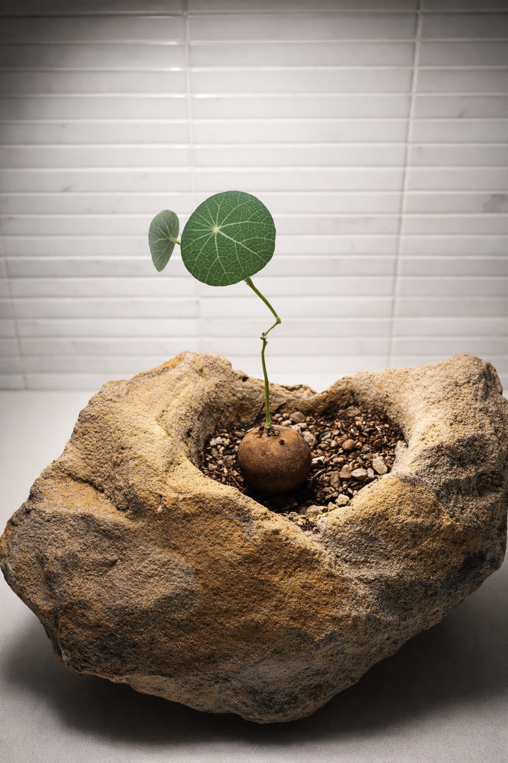 A small stephania erecta plant with round green leaves growing from a round bulb in a rock-shaped planter filled with soil and pebbles, against a tiled background.