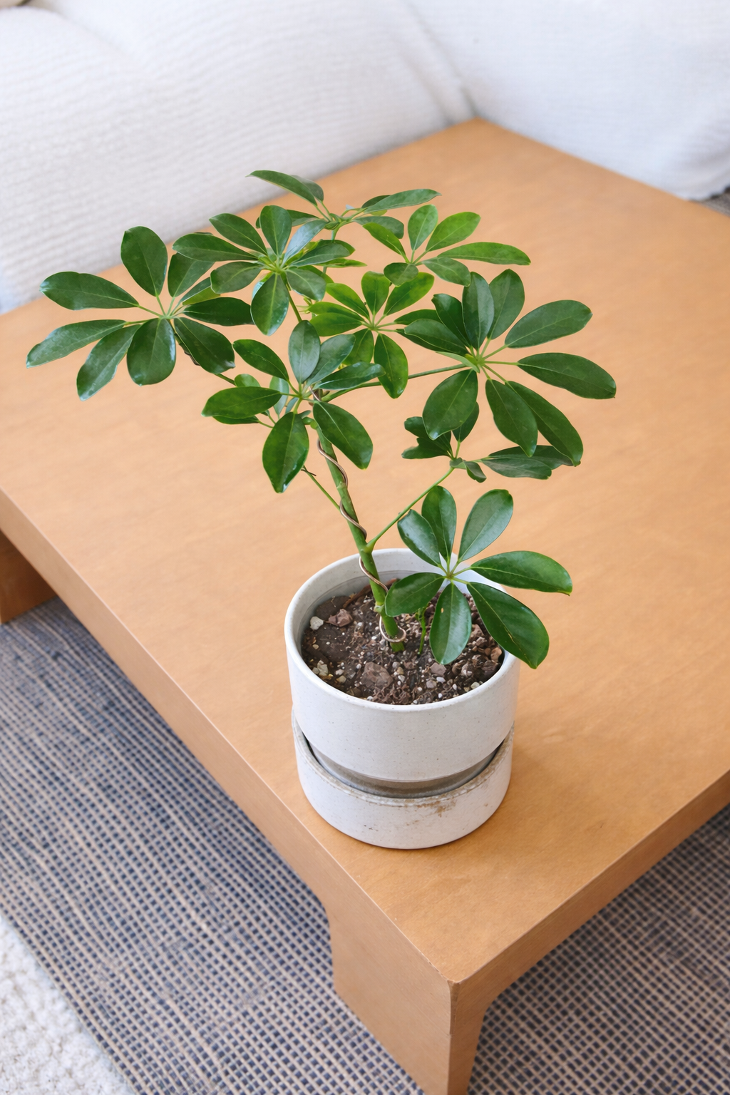 Schefflera plant on wooden table.png