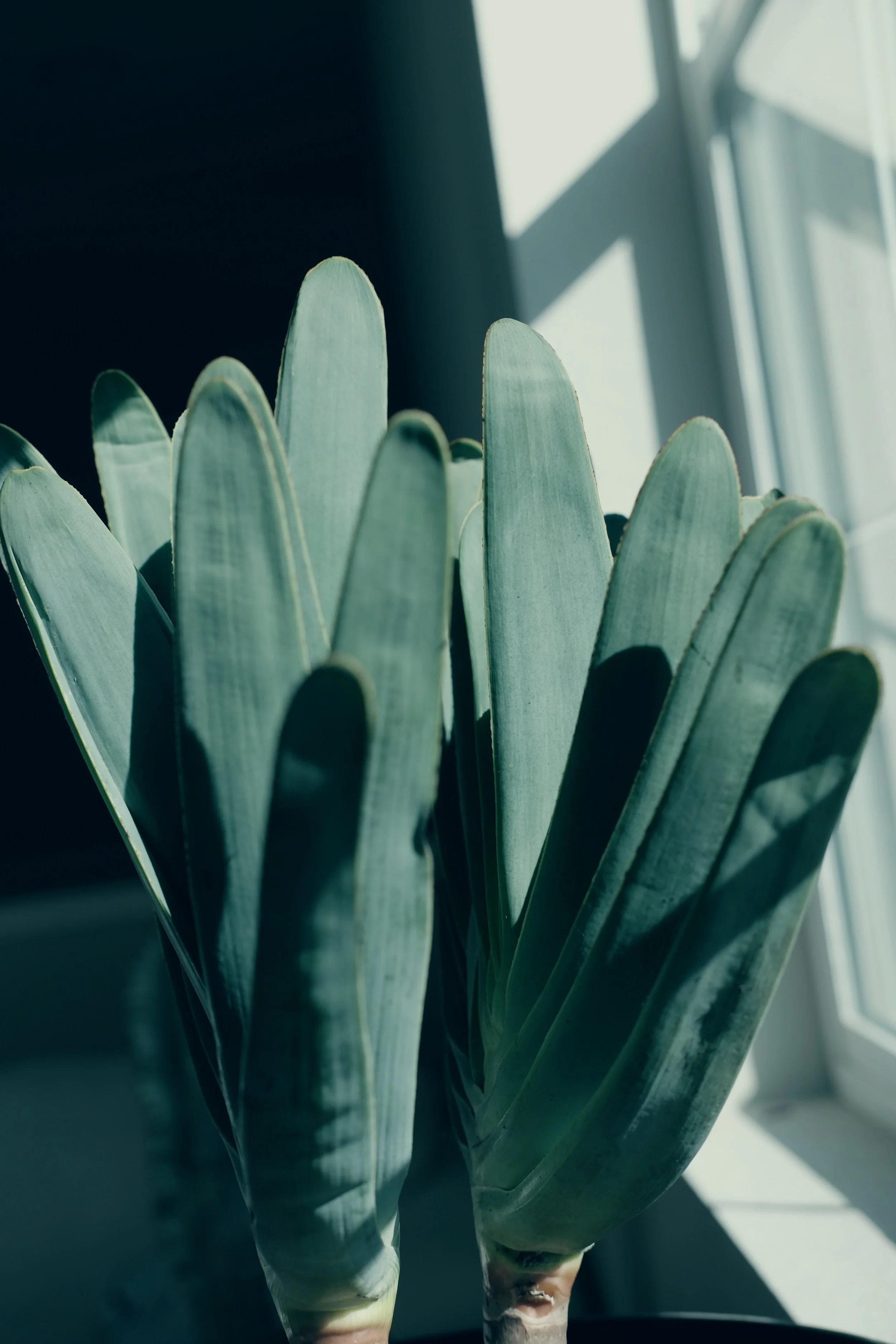Close-up of green, elongated aloe plicatilis (fan aloe) plant leaves near a window with sunlight.