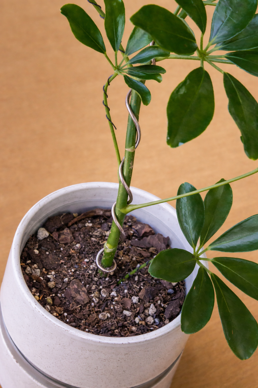 Serene Schefflera with silver support.png