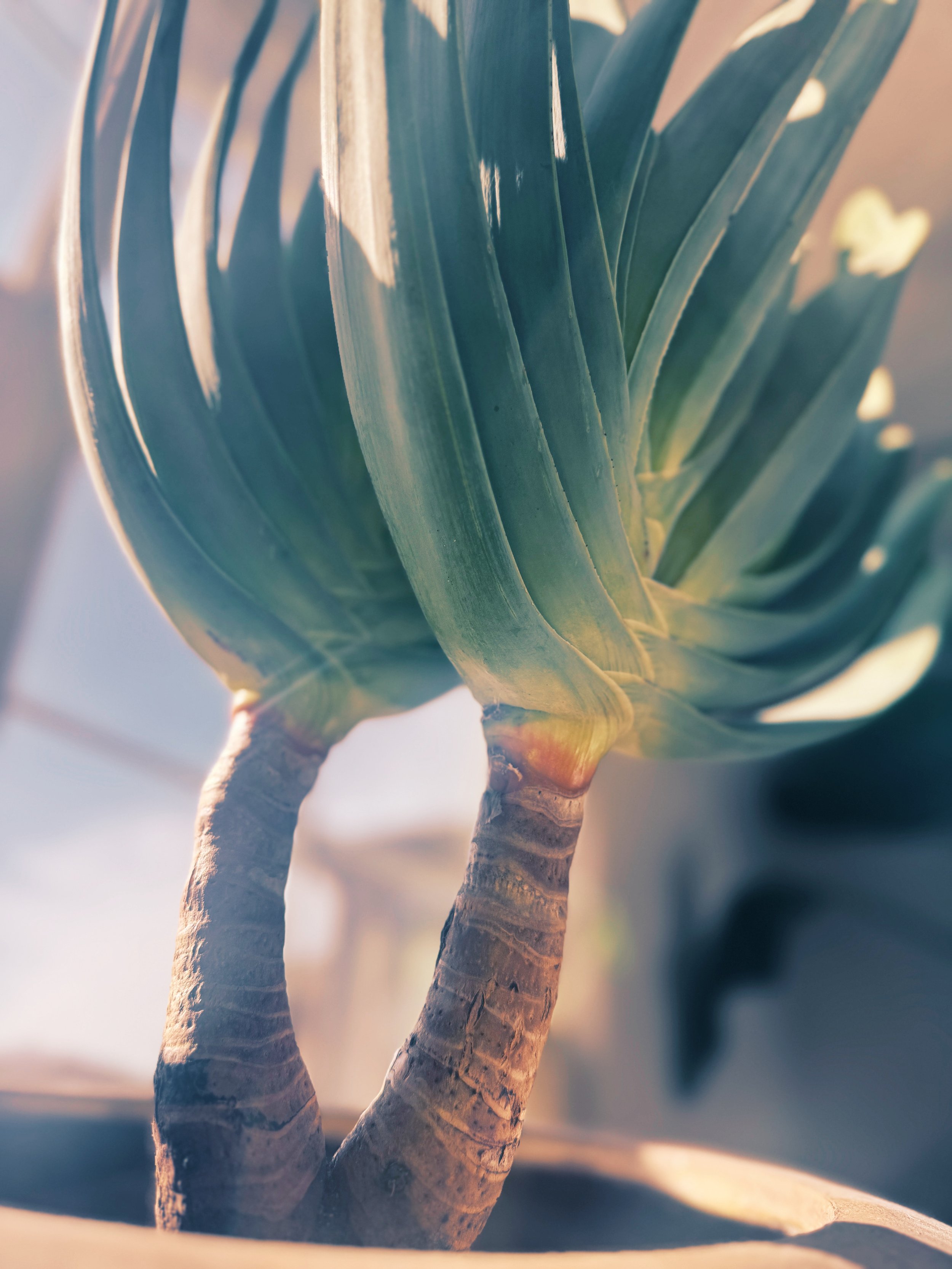 Close-up of a aloe plicatilis fan aloe plant with thick, spiky leaves and a short stem, illuminated by natural light.
