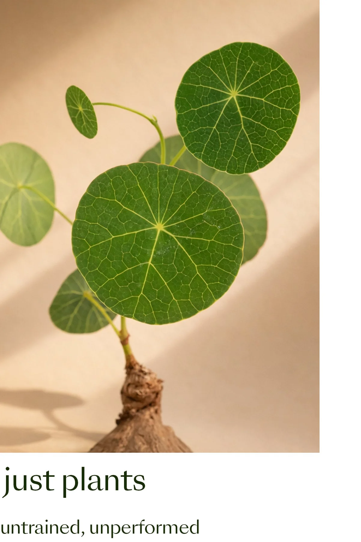 just plants cent.jpg