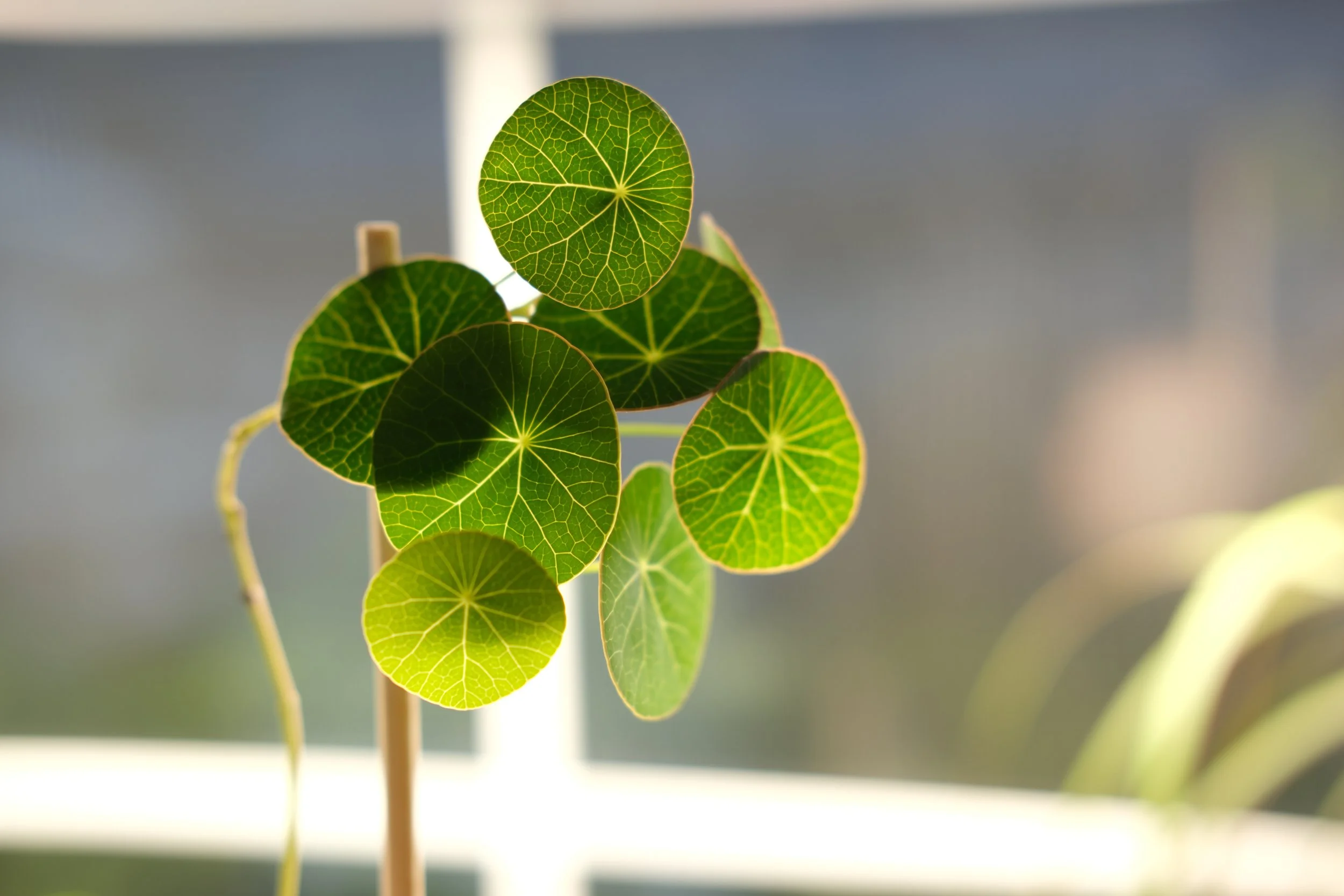 stephania erecta plant in active growth