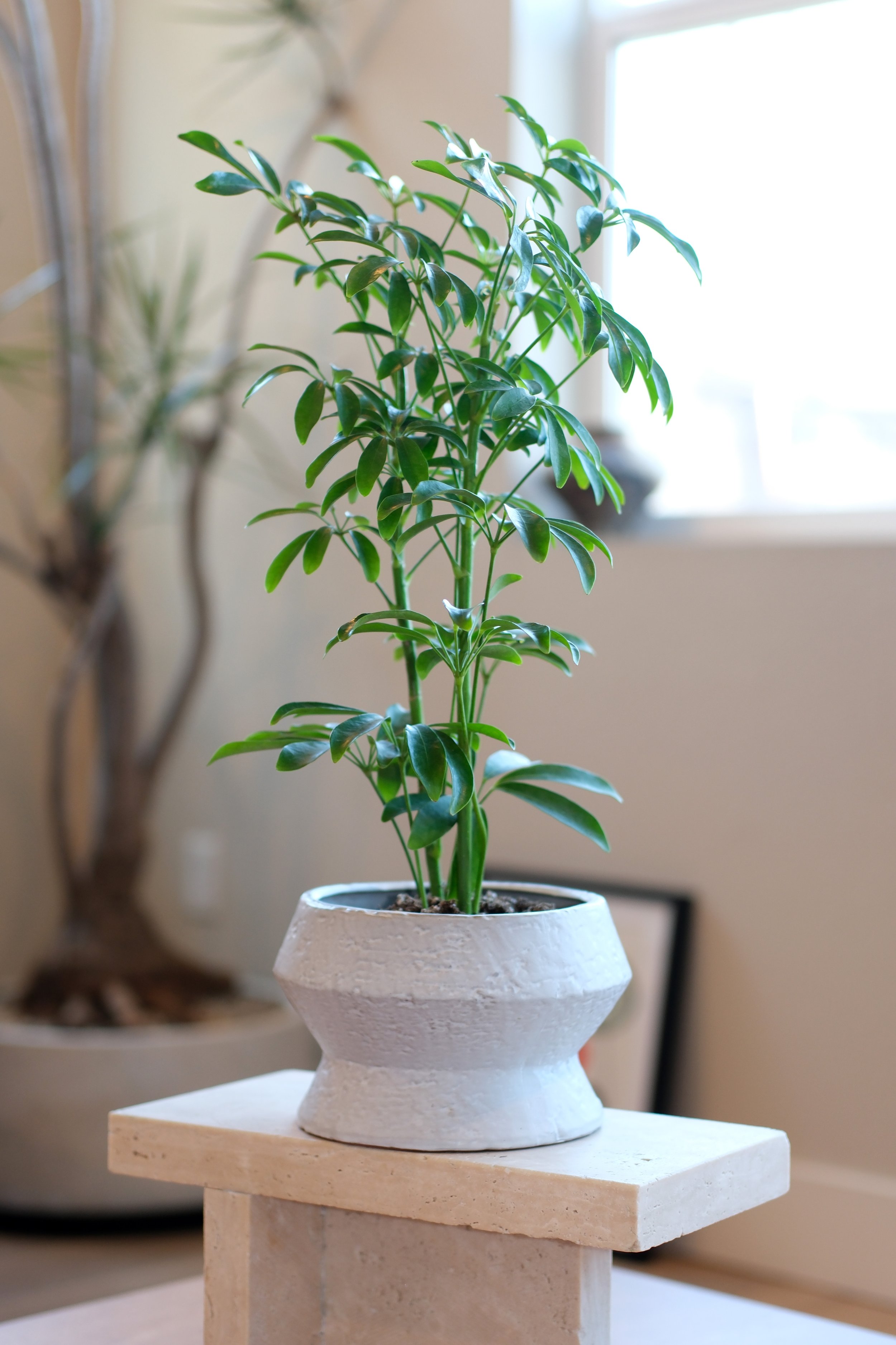 schefflera arboricola compact leaf