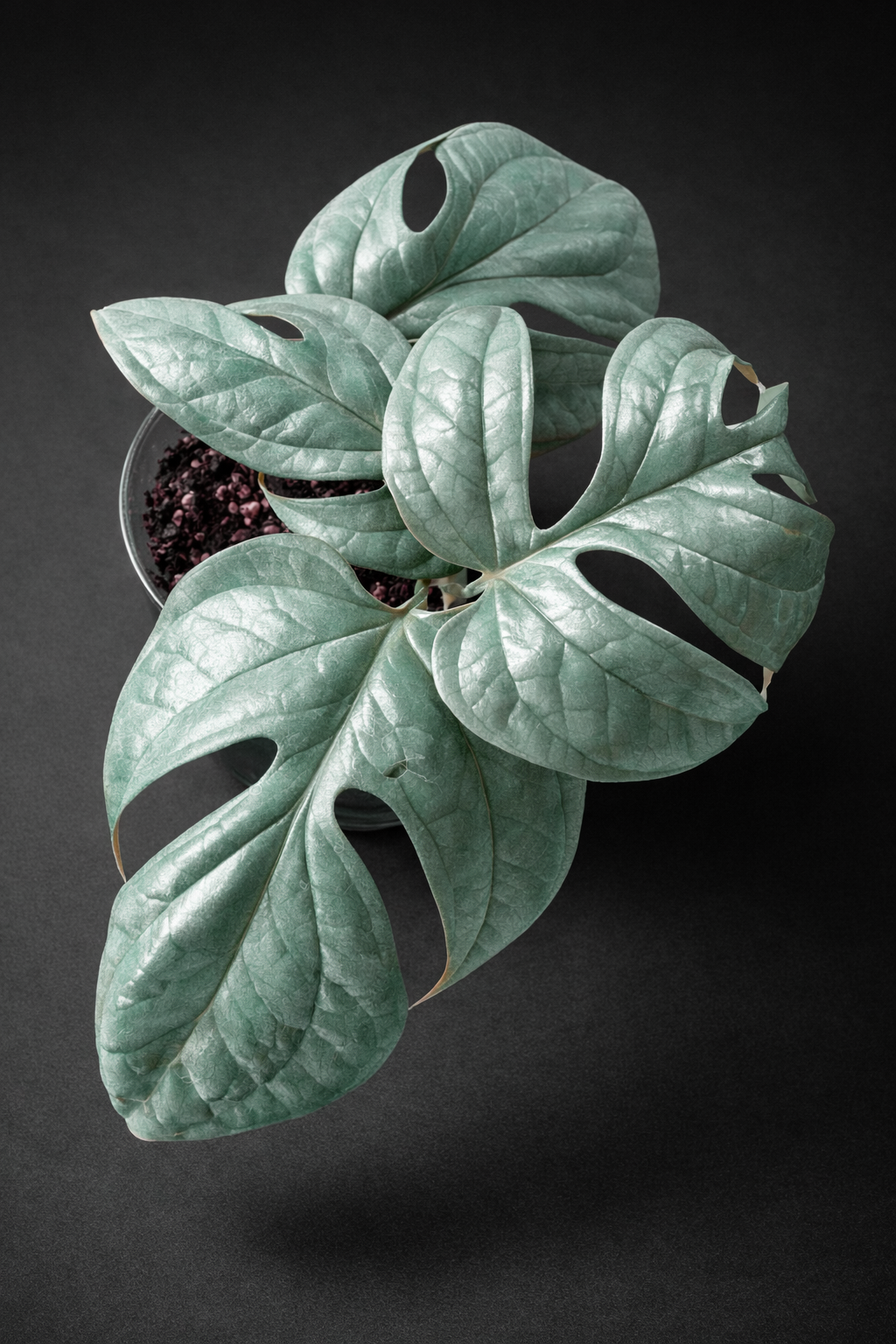 Top view of a potted Monstera plant with large, lobed green leaves against a dark background.