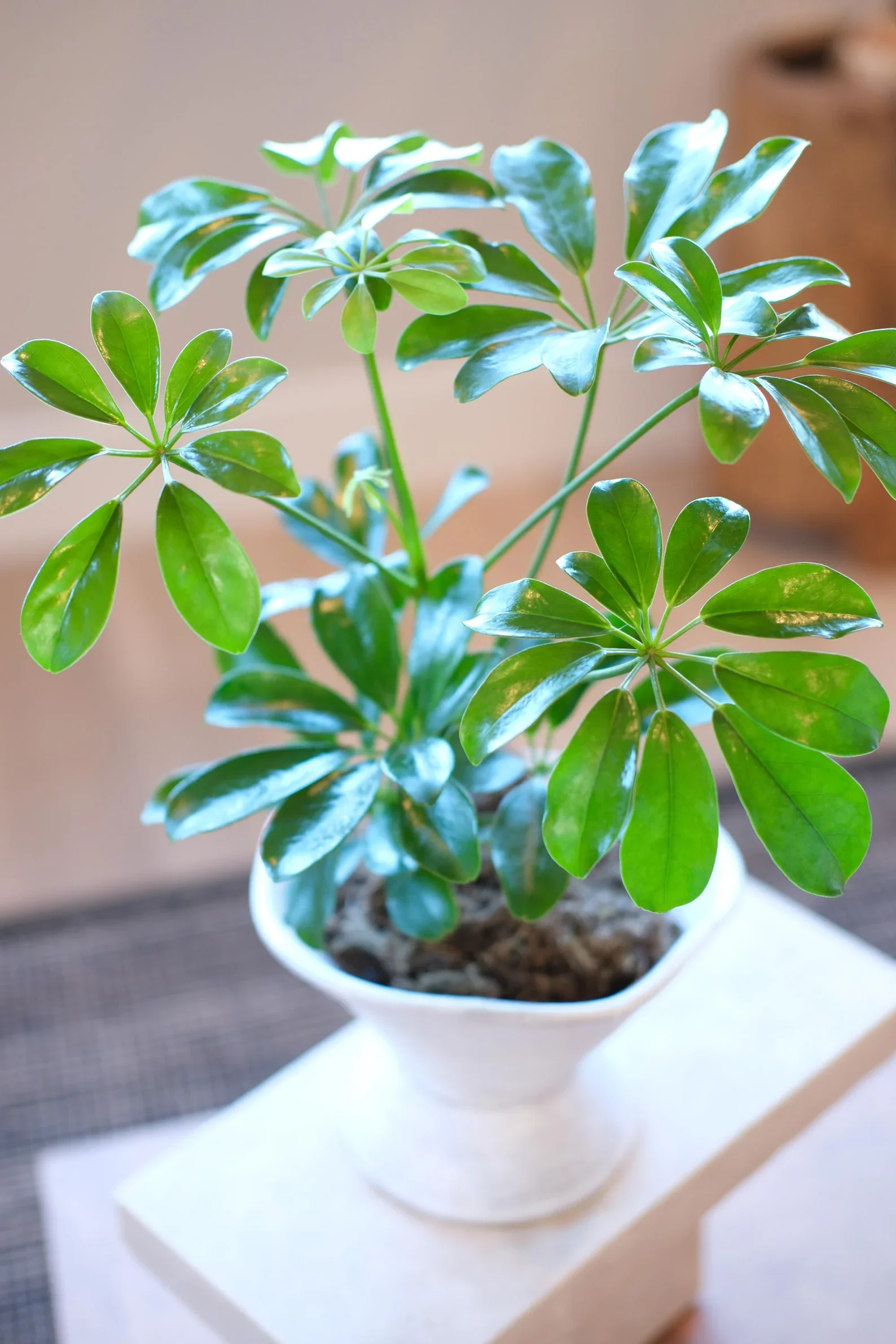 scheff standard2.webp