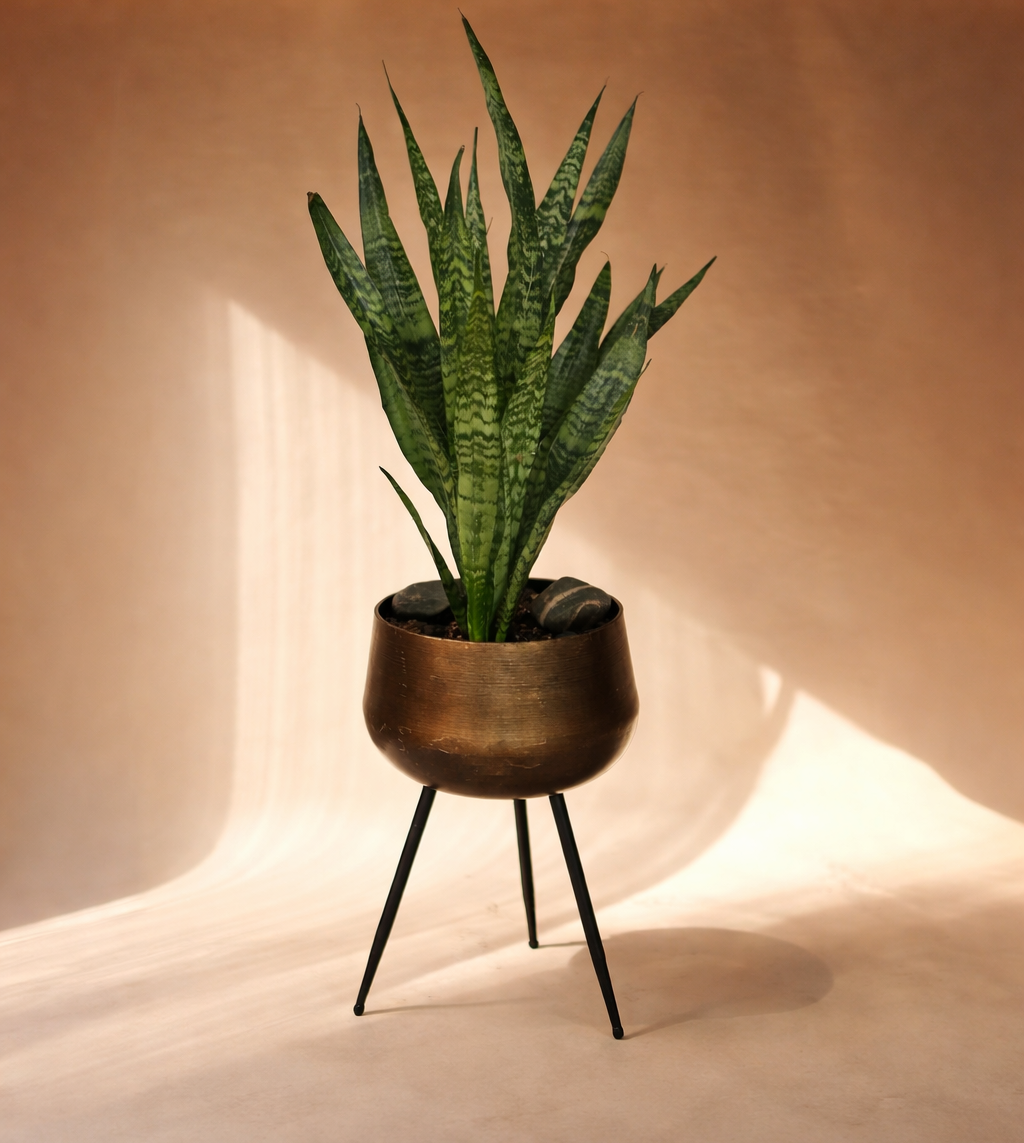A potted snake plant with long, pointed, green leaves with darker green markings, placed in a metallic planter on a three-legged stand against a beige background.