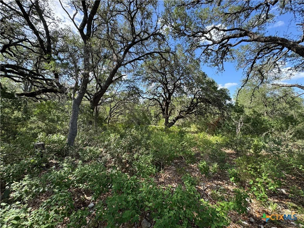 A dense wooded area with tall trees and bright green foliage under a partly cloudy blue sky.