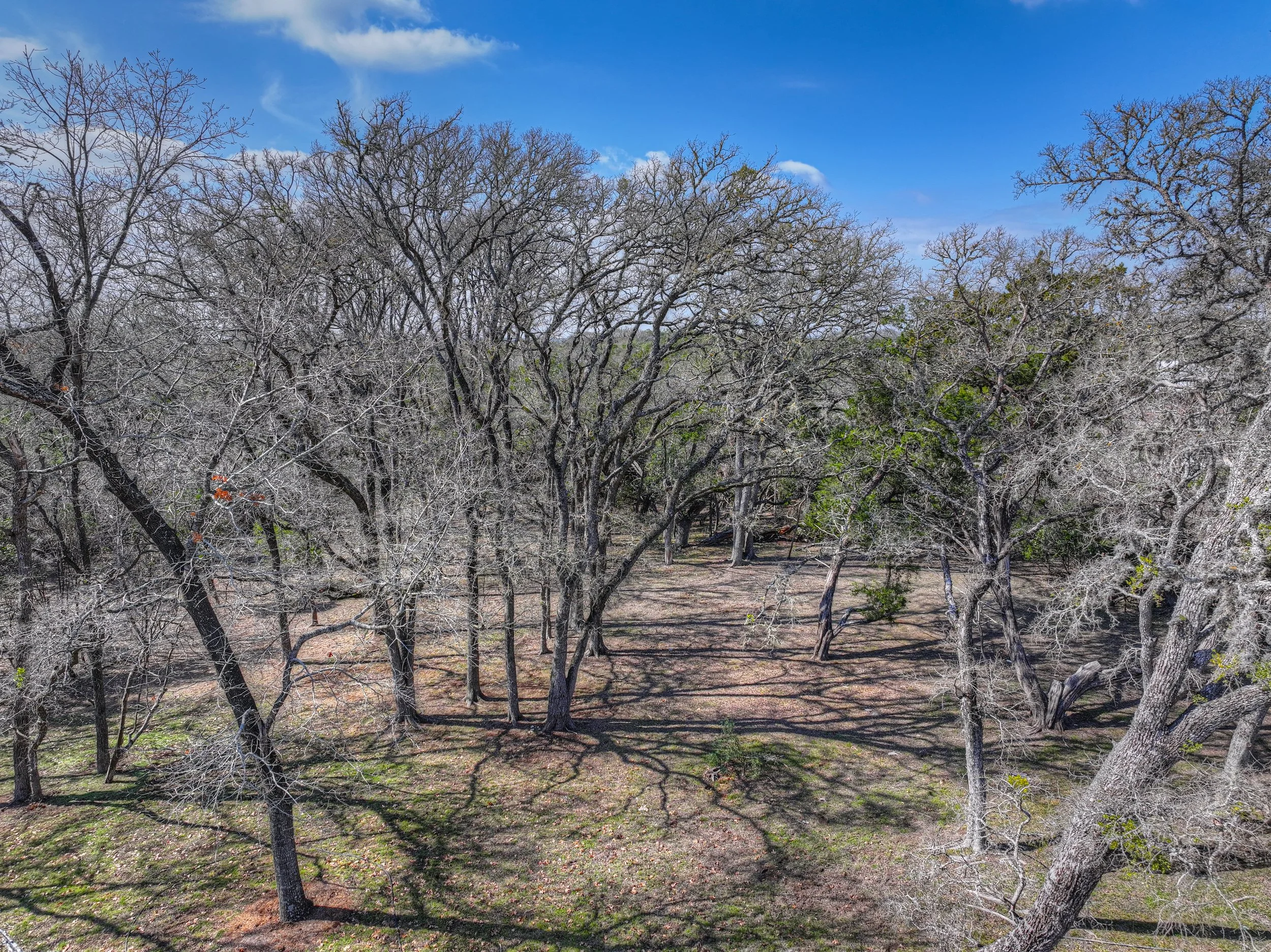 A forest of mostly leafless trees under a bright blue sky with some clouds, with shadows cast on the ground.