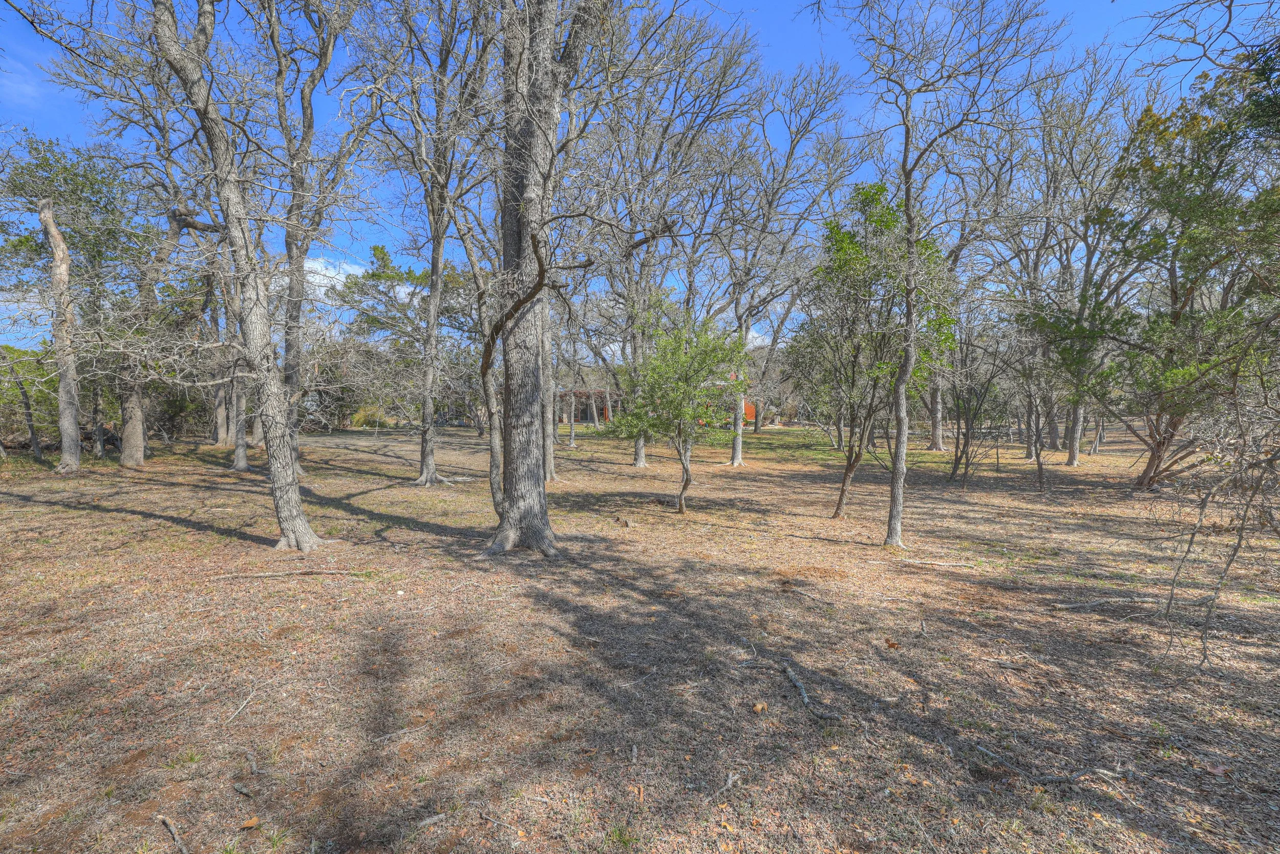 A forested area with mostly leafless trees and some with green leaves, under a clear blue sky. Shadows of trees are cast on the ground.
