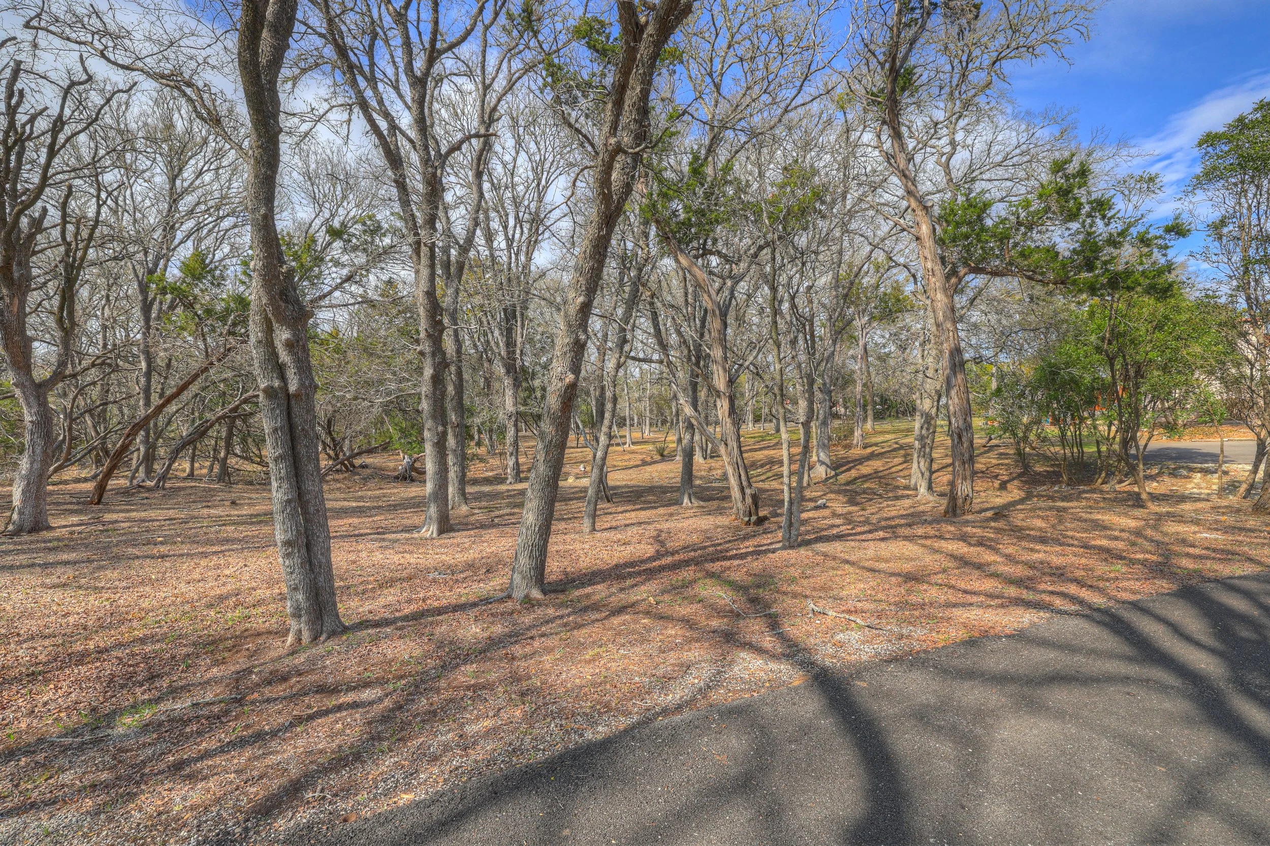 A wooded area with leafless and green trees on a partly cloudy day, with shadows cast on the ground and a paved path in the foreground.