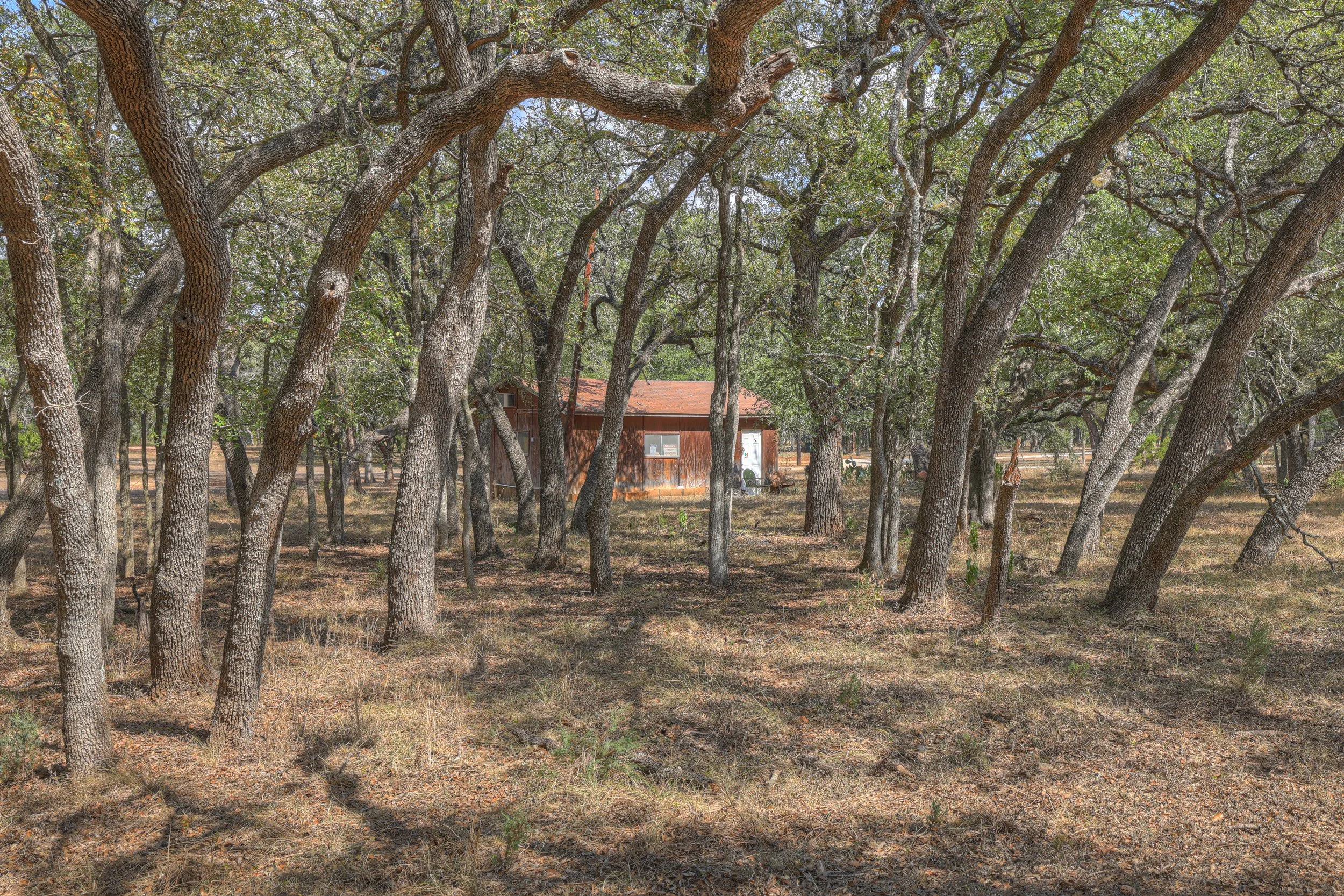 A small wooden house with a red roof in a forest clearing, surrounded by numerous trees with twisting branches.