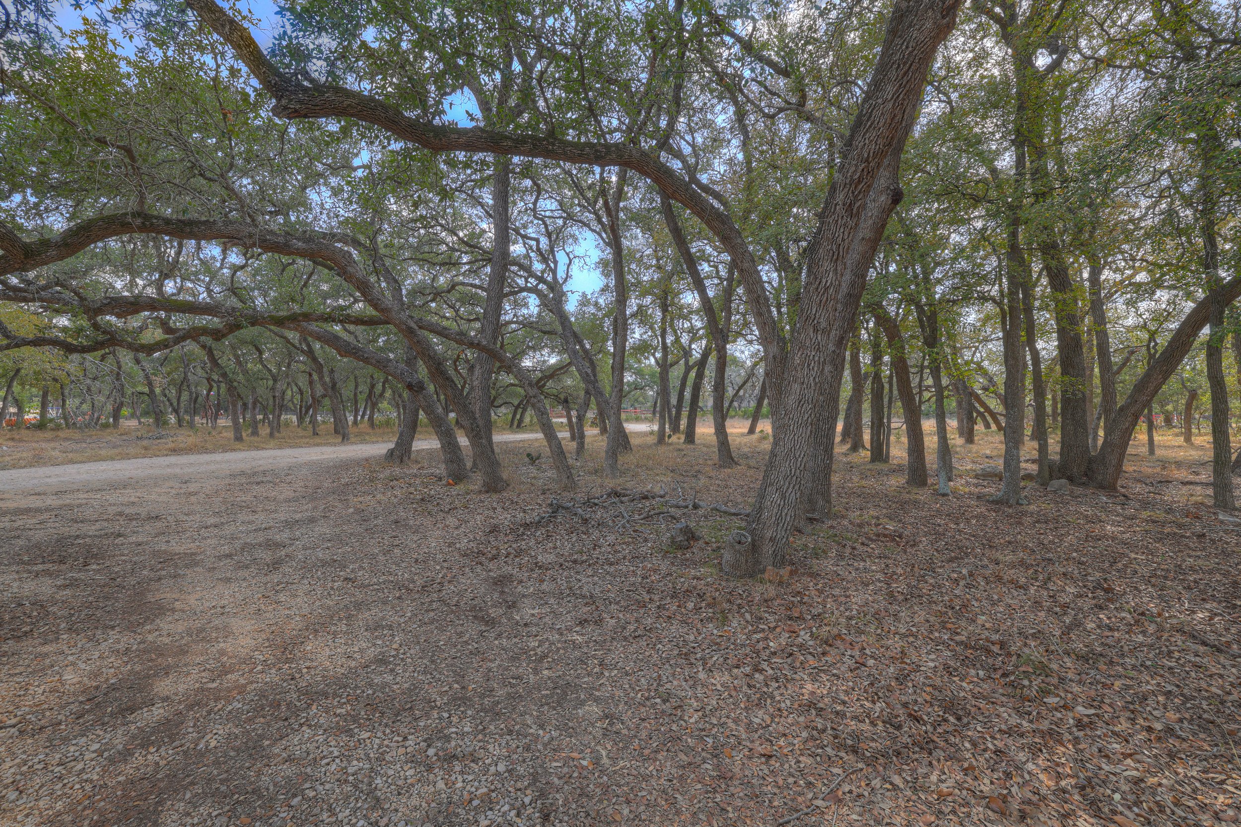 A forest scene with many trees, some with curved branches, on a dirt and gravel path. The ground is covered with dry leaves and the sky is partly cloudy.