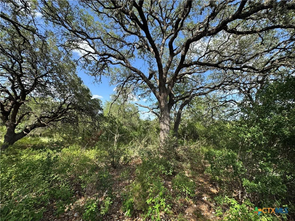 Large tree with sprawling branches in a natural wooded area, with blue sky and clouds visible through the foliage.